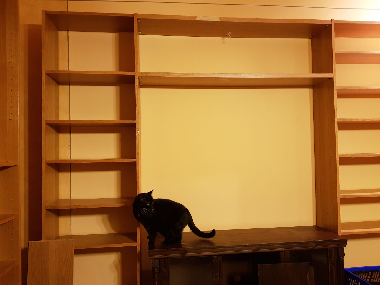 Samsung Galaxy S8 sample photo. Cat, moving, foreclosure photography