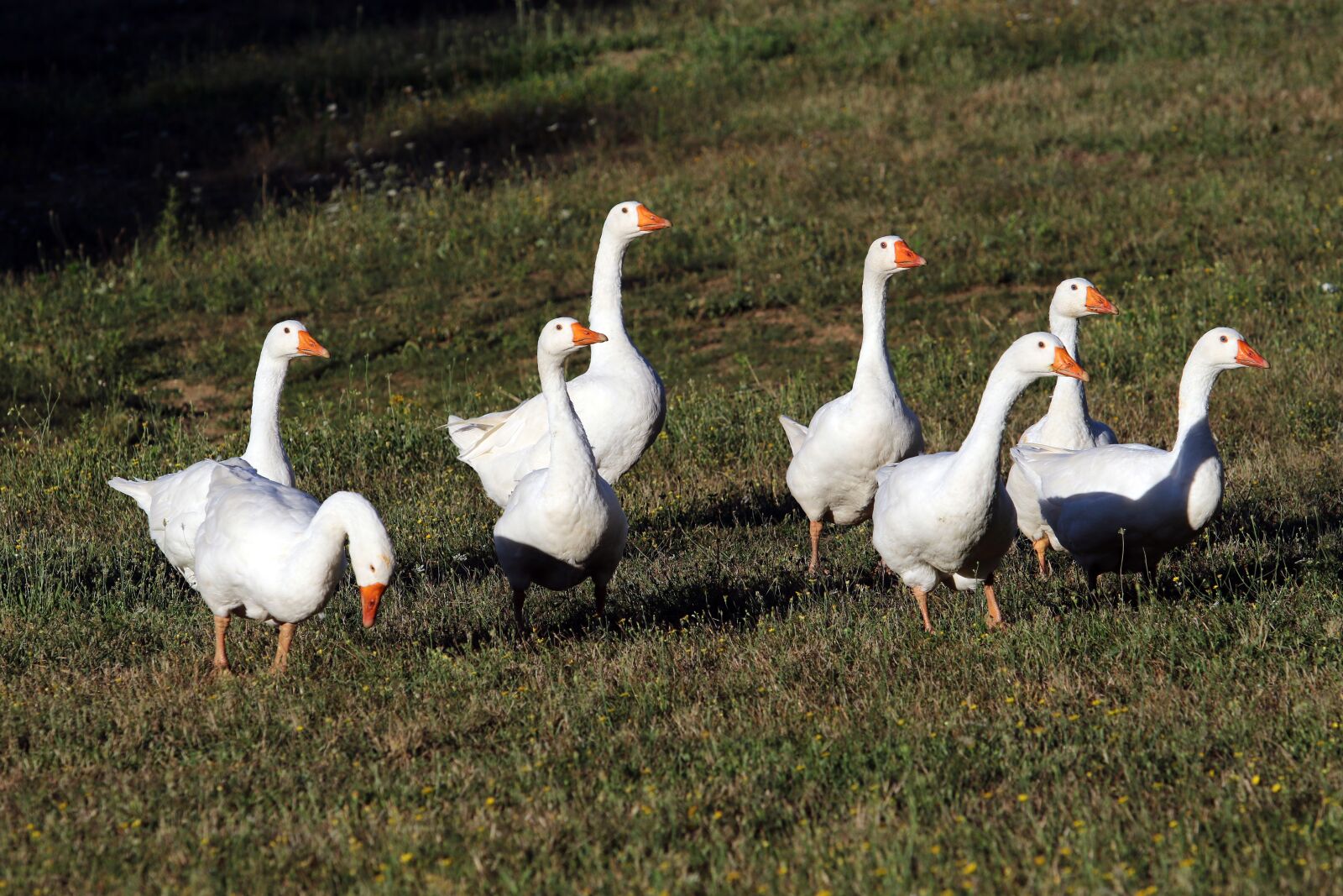 Canon EOS 7D Mark II sample photo. Geese, meadow, goose photography