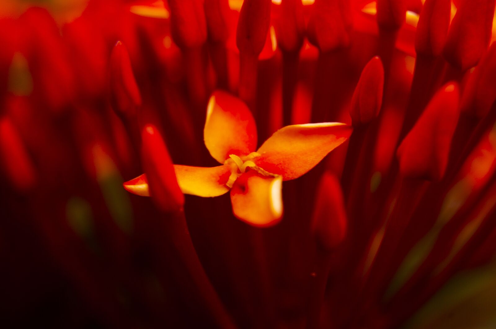 Nikon D40 sample photo. Nature, forest, color photography