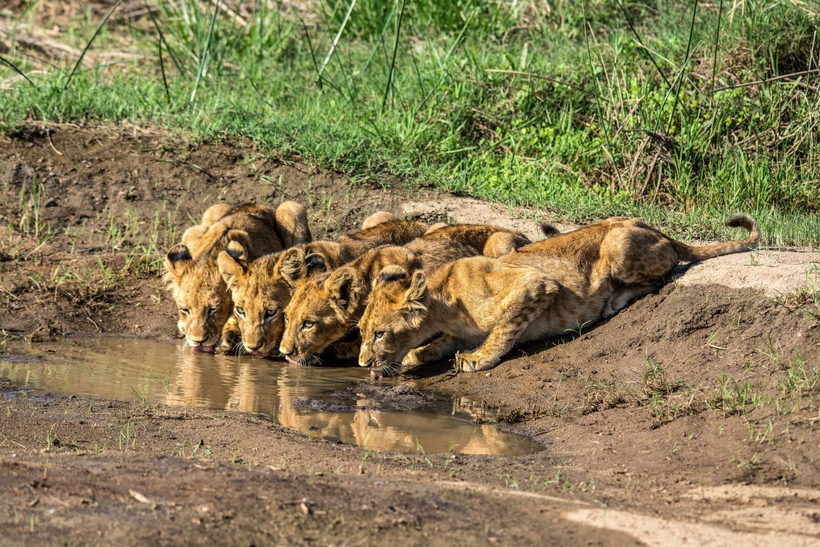 Nikon D7100 sample photo. Lion, big cats, predator photography