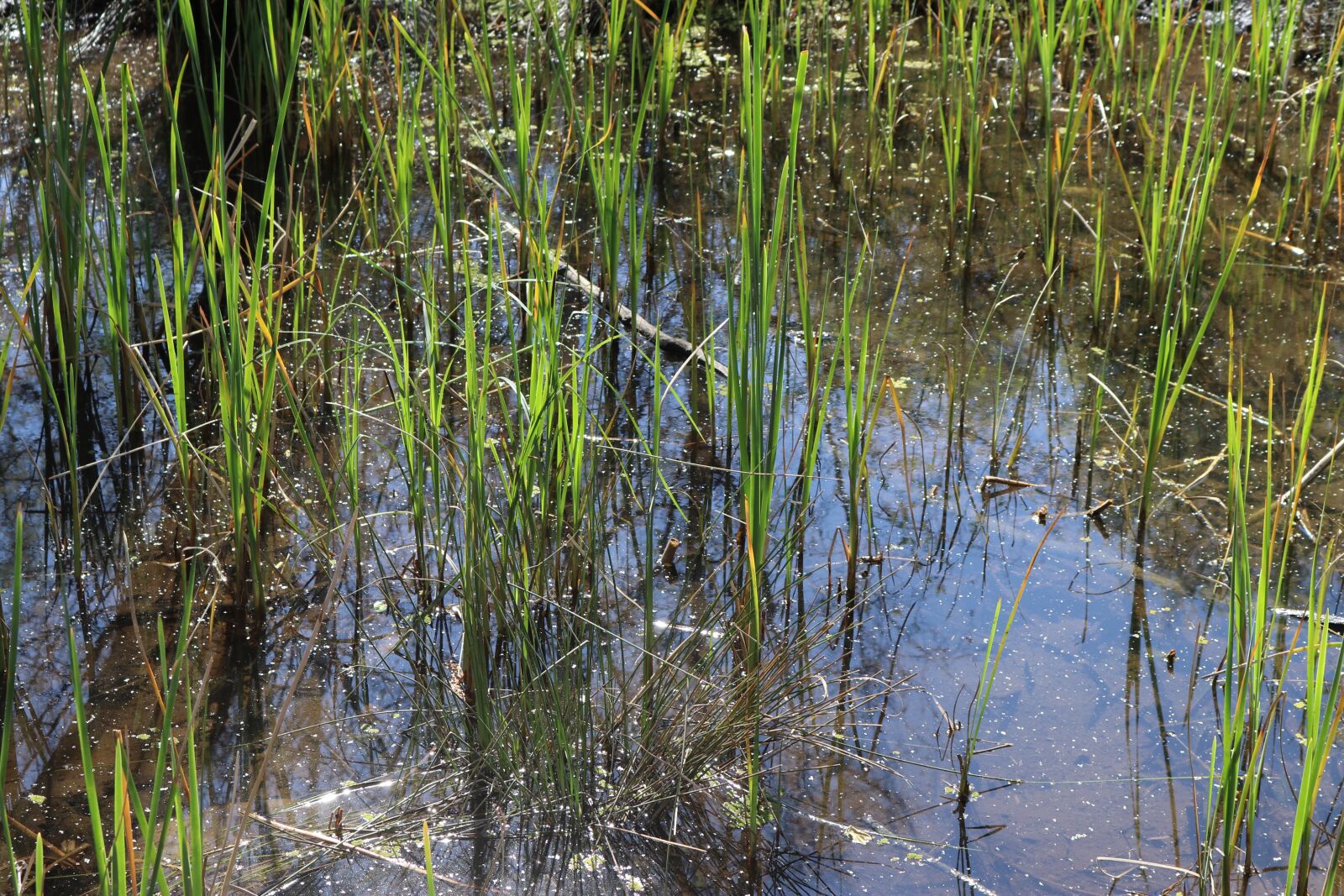 Canon EOS 80D sample photo. Creek, nature, river photography
