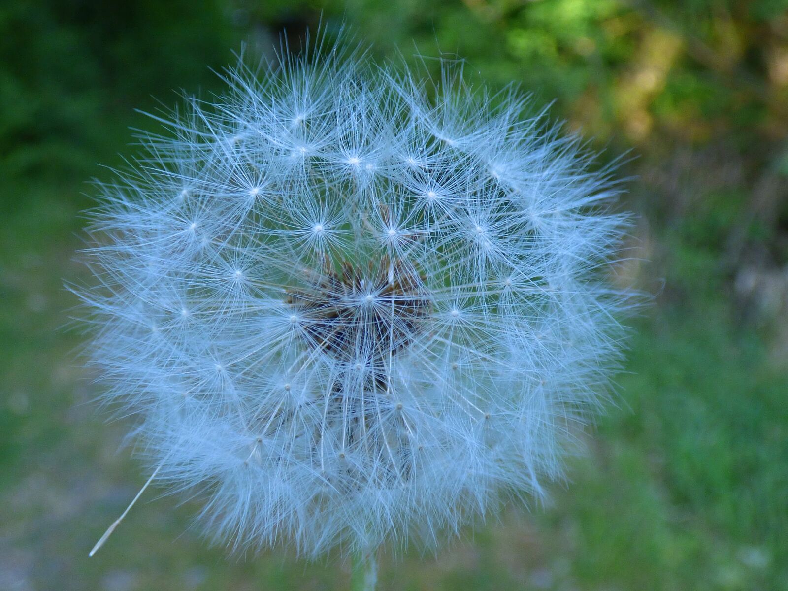 Panasonic DMC-FZ72 sample photo. Dandelion, flower, close up photography