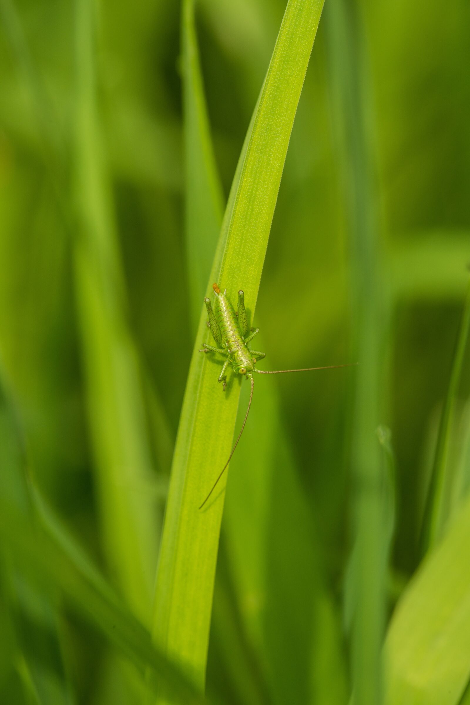 Nikon D800E sample photo. Grasshopper, insect, macro photography
