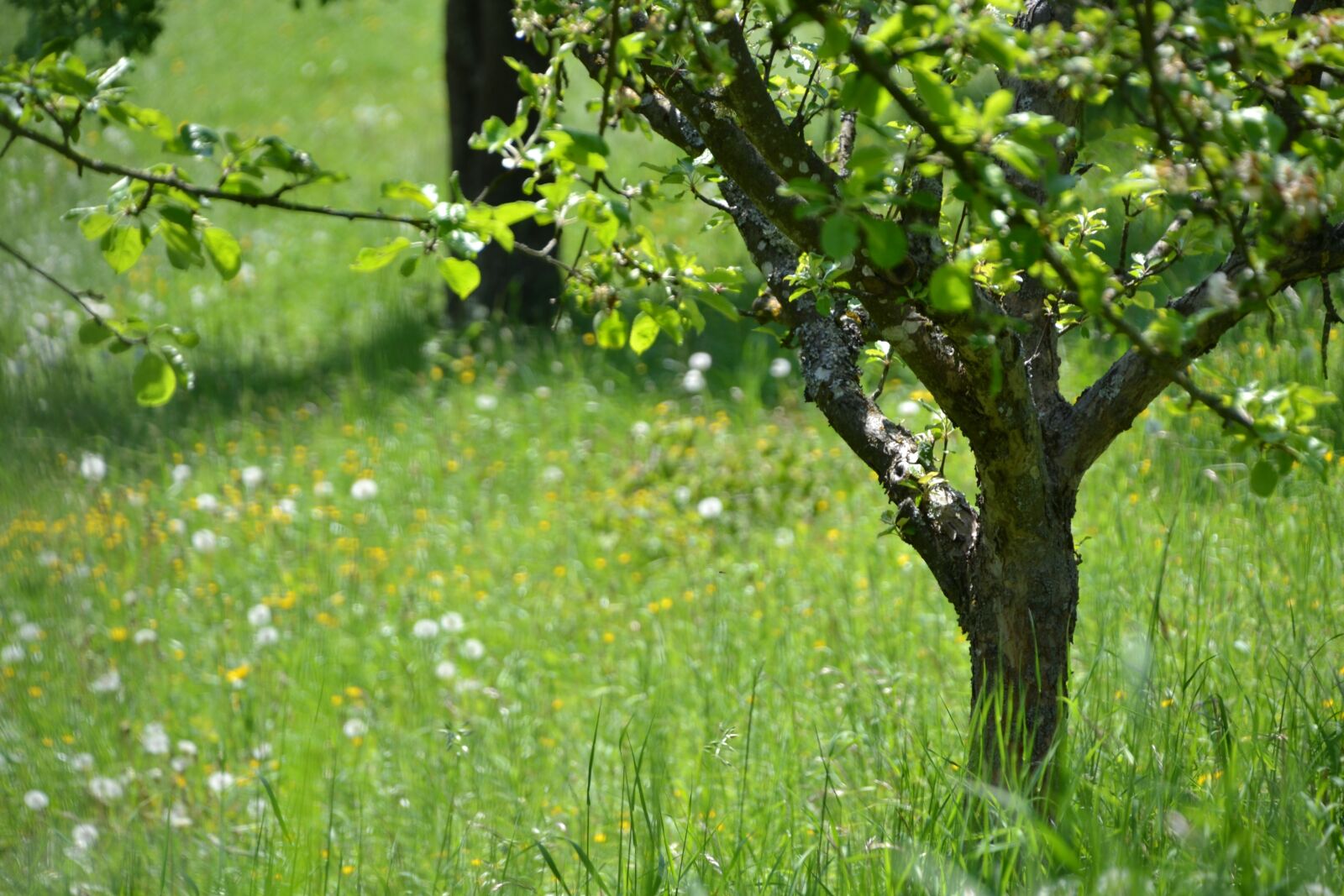 Nikon D3100 sample photo. Tree, meadow, landscape photography