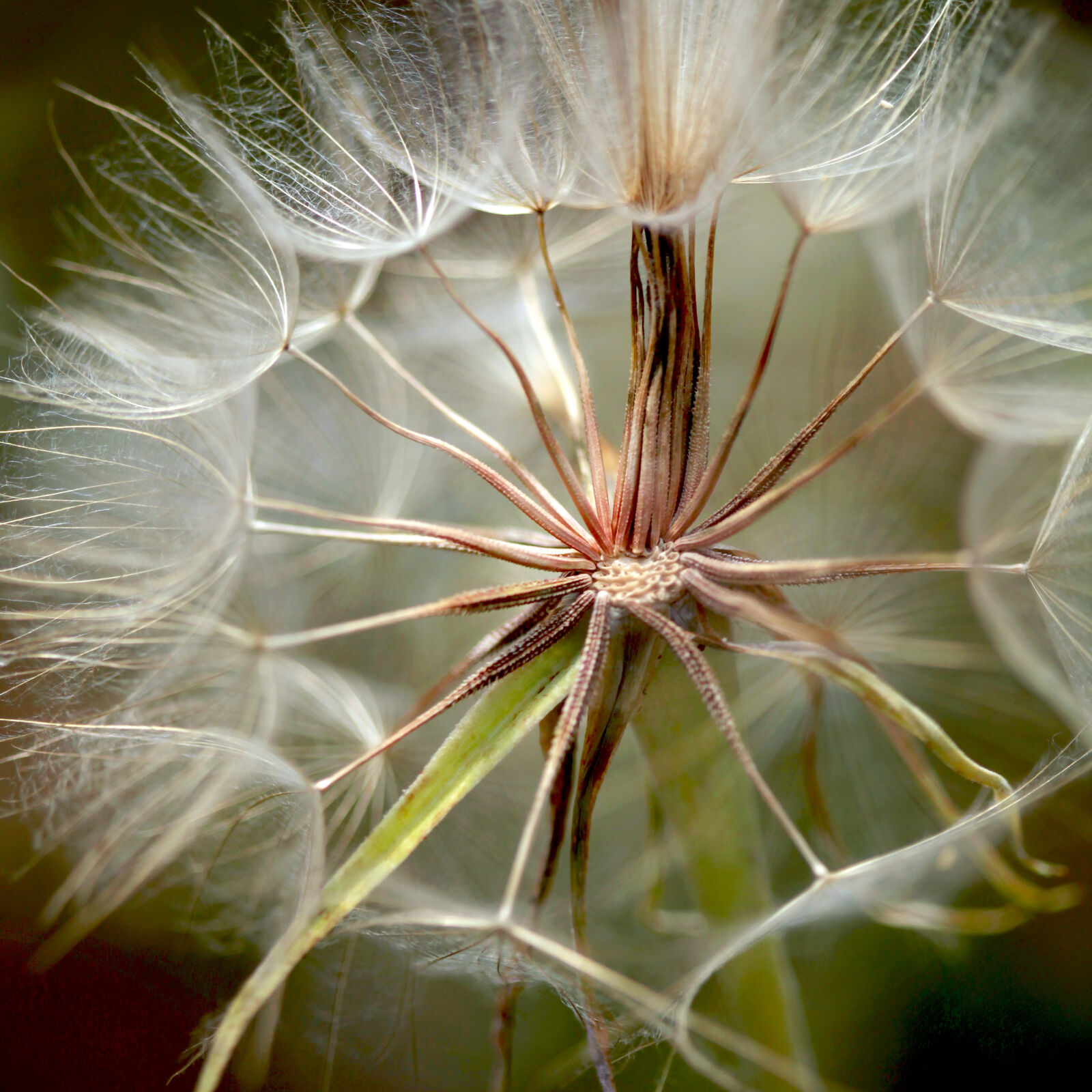 Canon EOS 5D Mark II sample photo. Bloom, blooming, blossom, blur photography