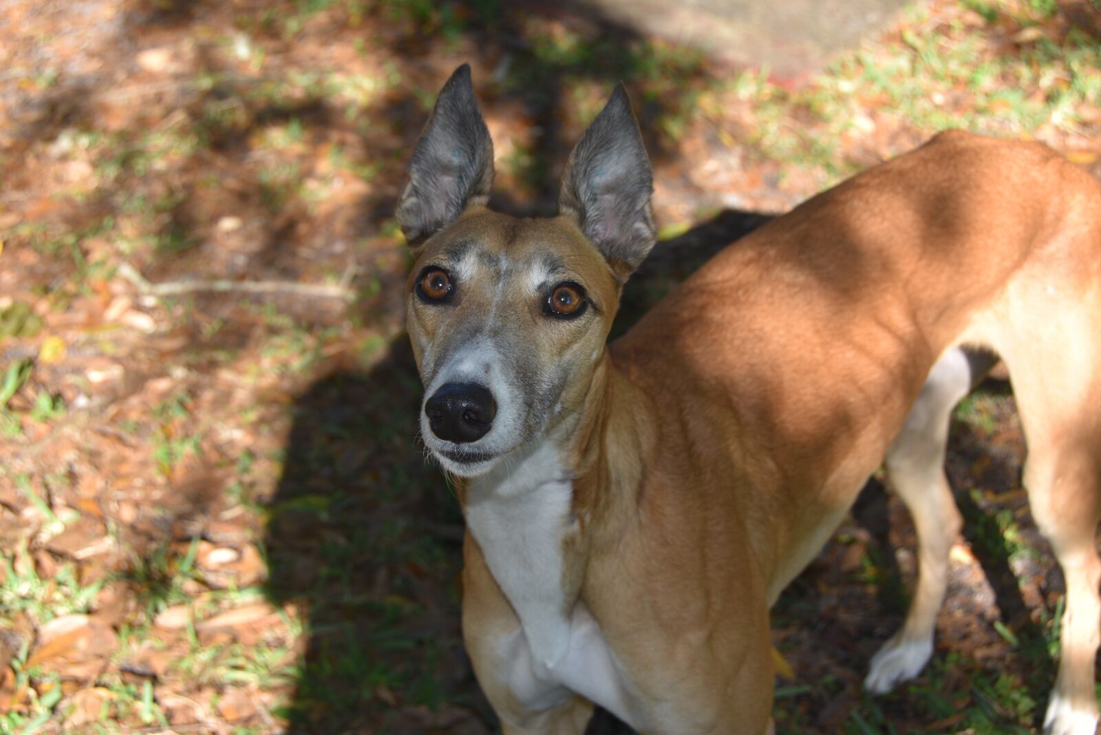 Nikon D5500 sample photo. Greyhound, sarasota kennel club photography