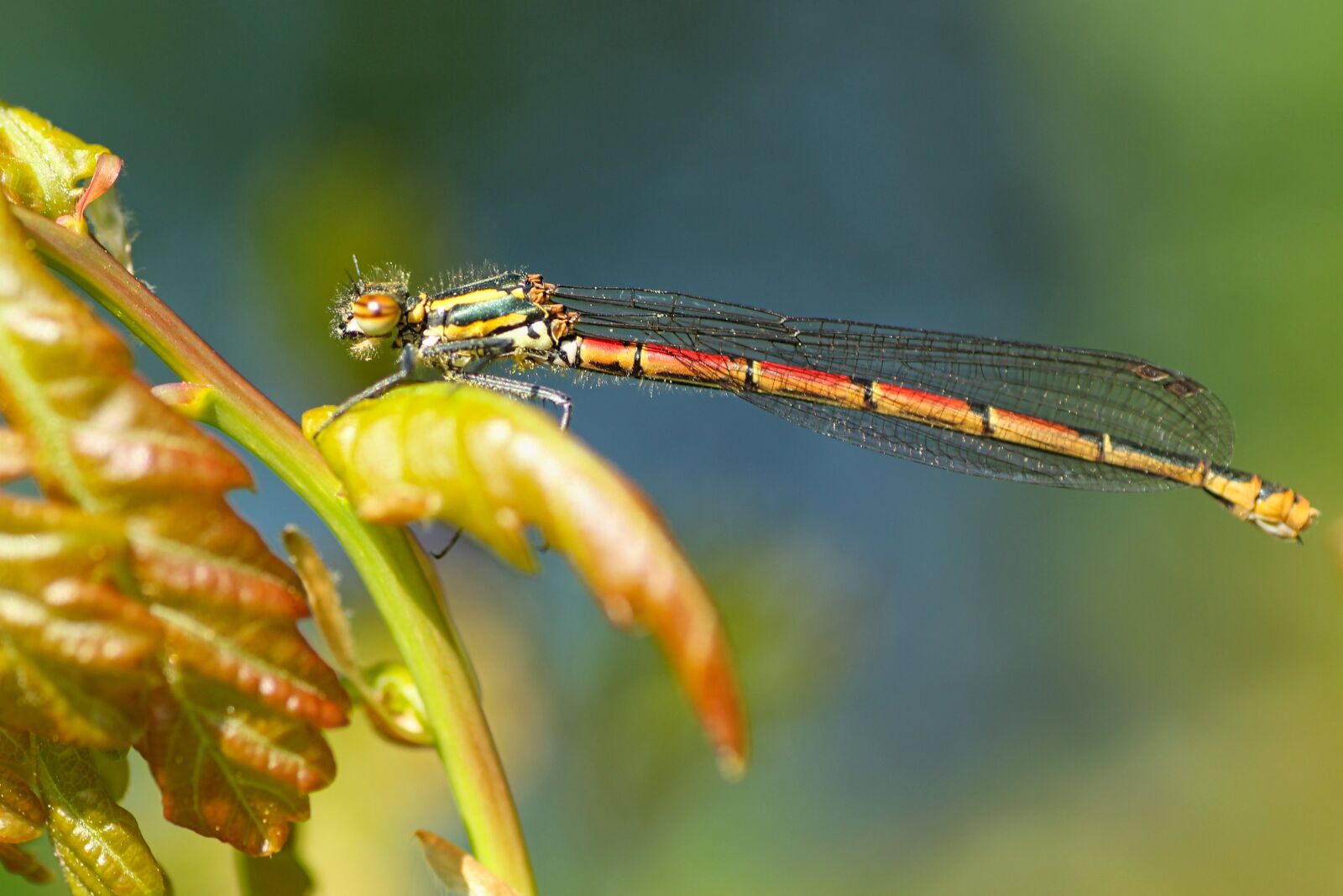 Tamron SP 90mm F2.8 Di VC USD 1:1 Macro sample photo. Dragonfly, early adonis dragonfly photography