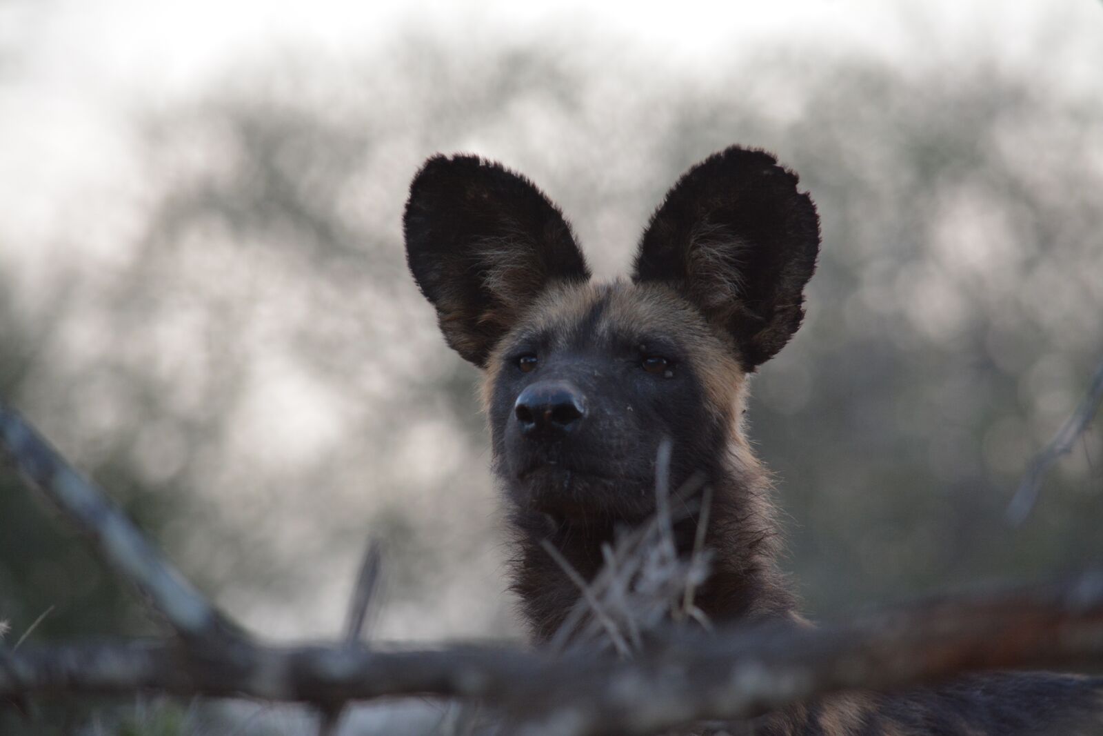 Nikon D7100 sample photo. Africa, african, wild, dog photography