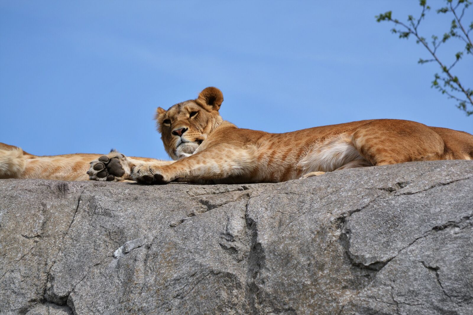 Nikon D3100 sample photo. Tiger, sun, zoo photography