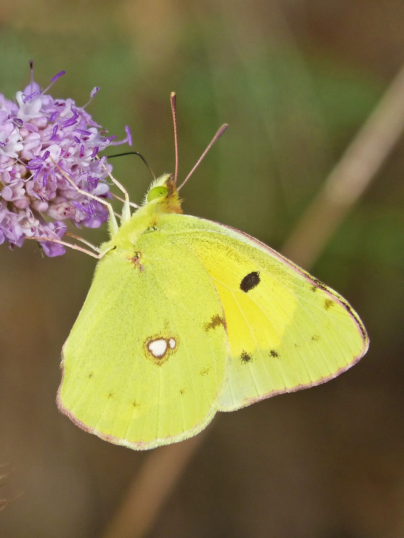 Panasonic DMC-FZ62 sample photo. Butterfly, cleopatra, gonepteryx cleopatra photography