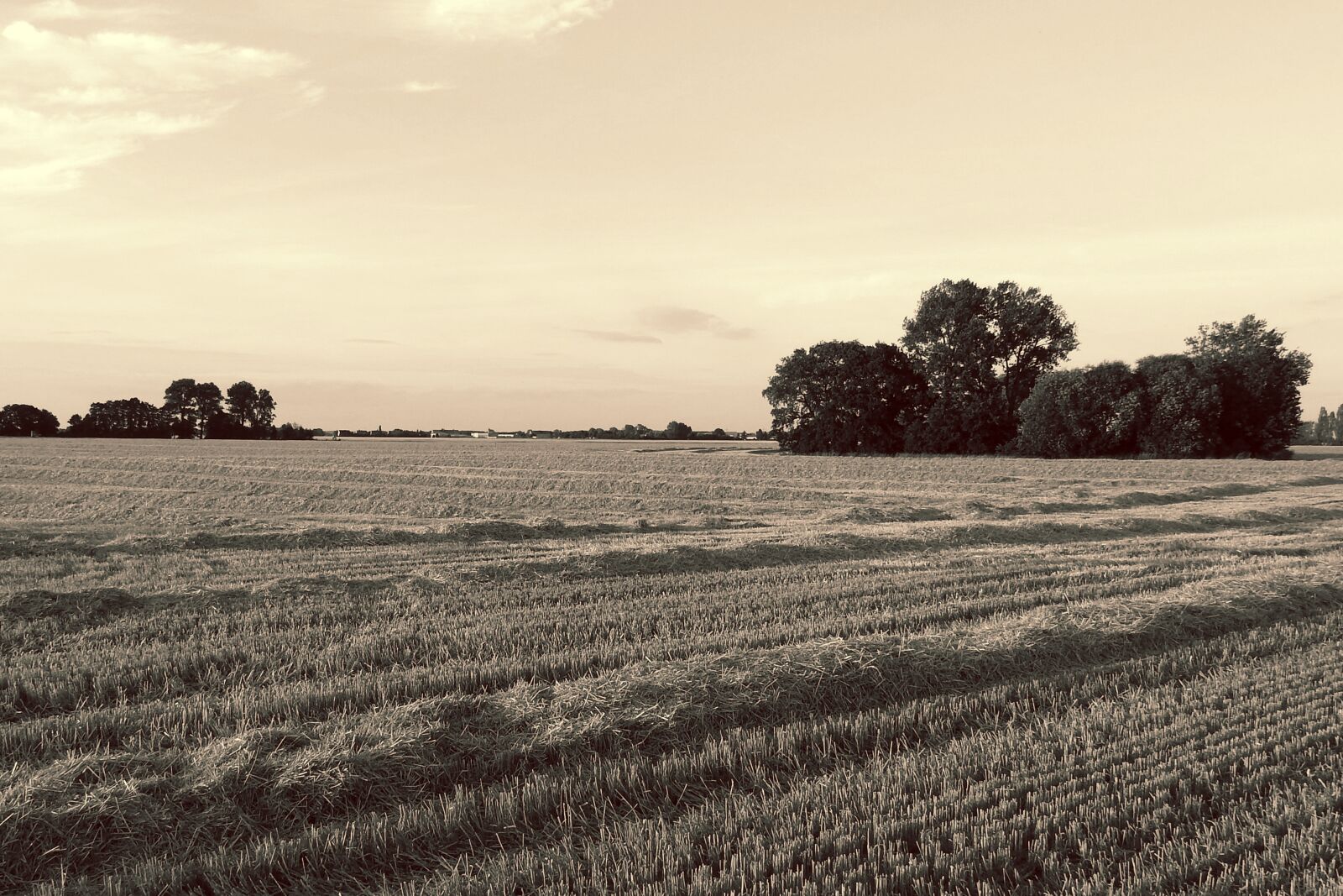 Nikon Coolpix P900 sample photo. Landscape, stubble, trees photography