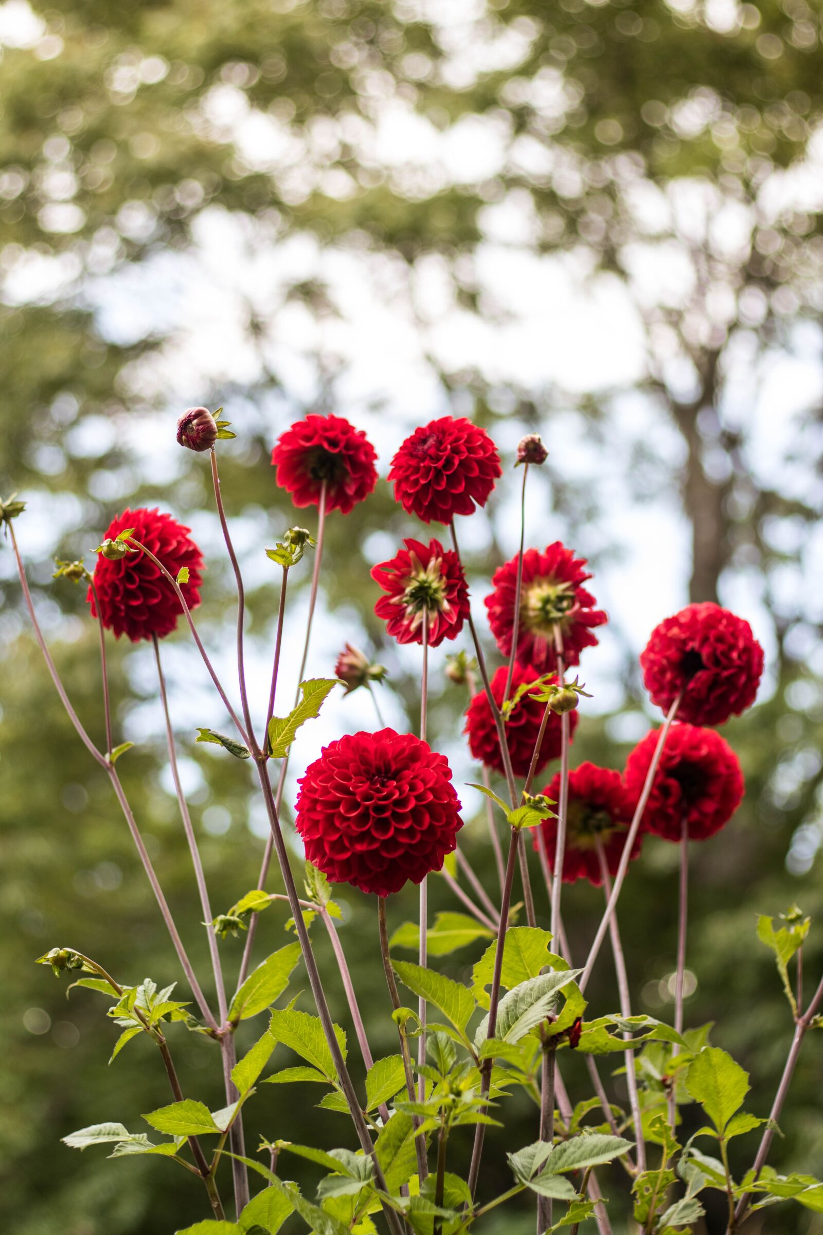 Canon EOS 80D sample photo. Flower, nature, organic photography