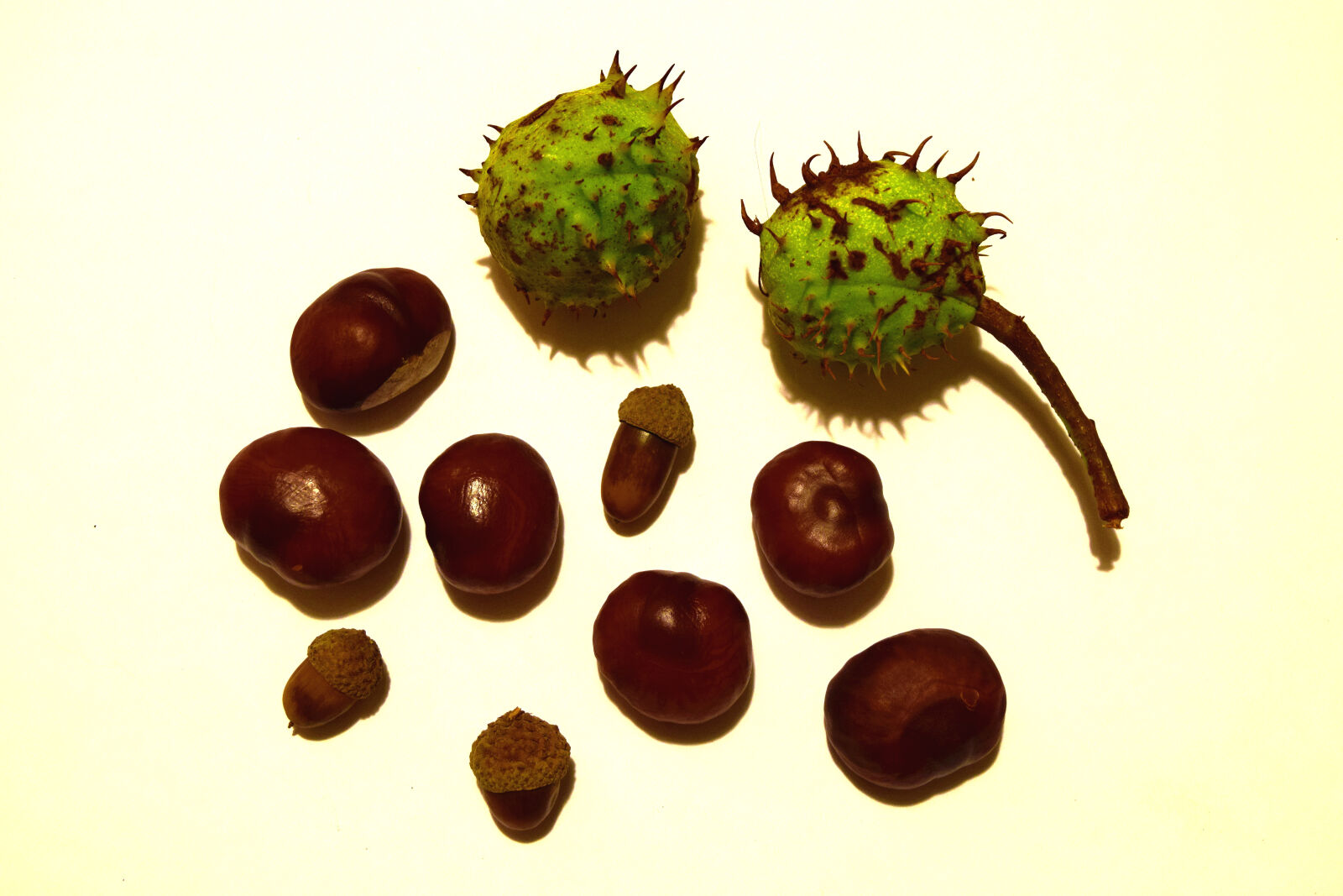 Nikon D3300 sample photo. Acorns, autumn, chestnuts, kasztany photography
