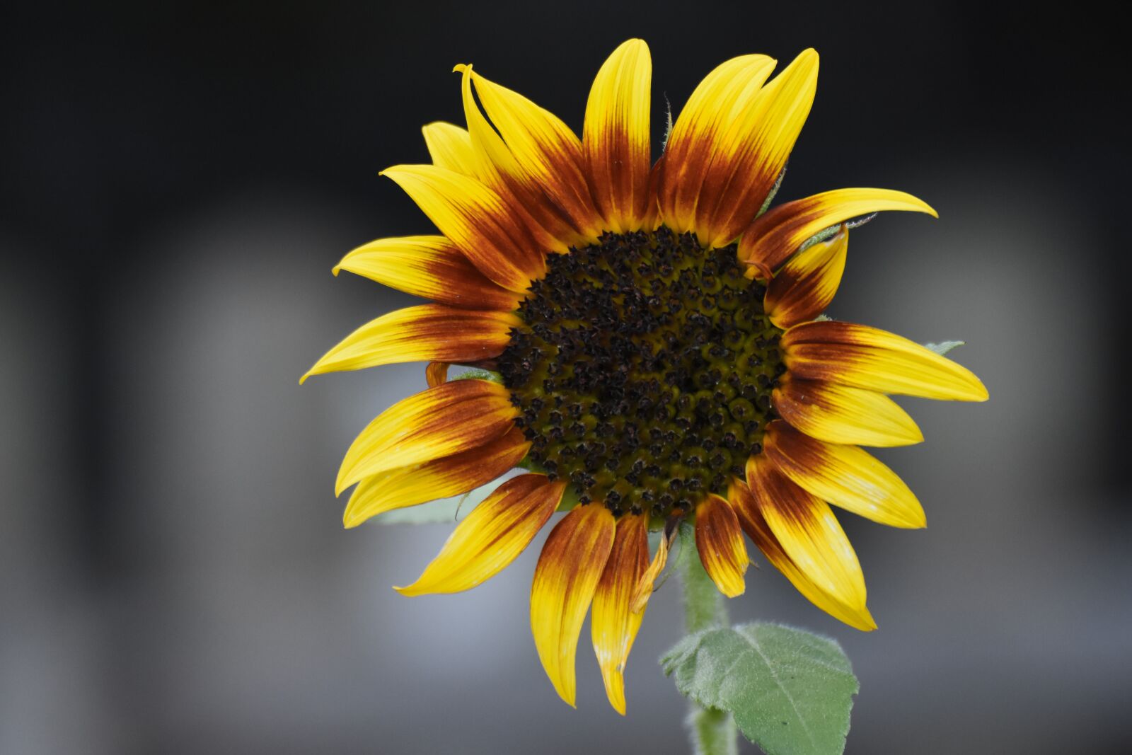 Nikon D7200 sample photo. Sunflower, garden, nature photography