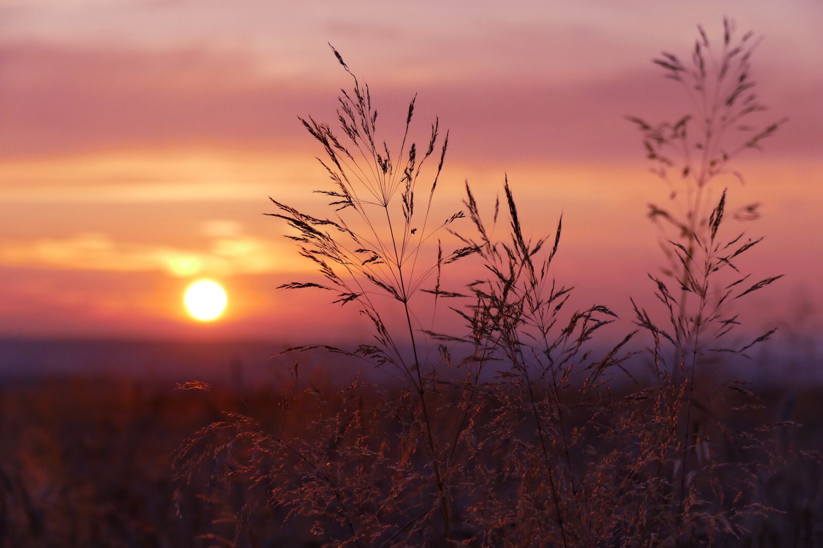Panasonic Lumix DMC-FZ1000 sample photo. Sunset, nature, field photography