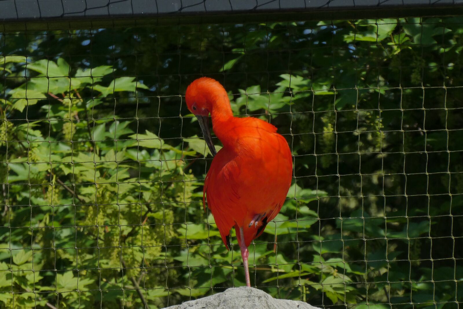 Panasonic Lumix DC-ZS70 (Lumix DC-TZ90) sample photo. Red ibis, bird, zoo photography