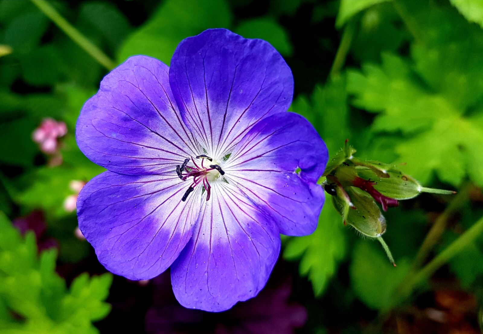 Samsung Galaxy S7 sample photo. Cranesbill, blossom, bloom photography