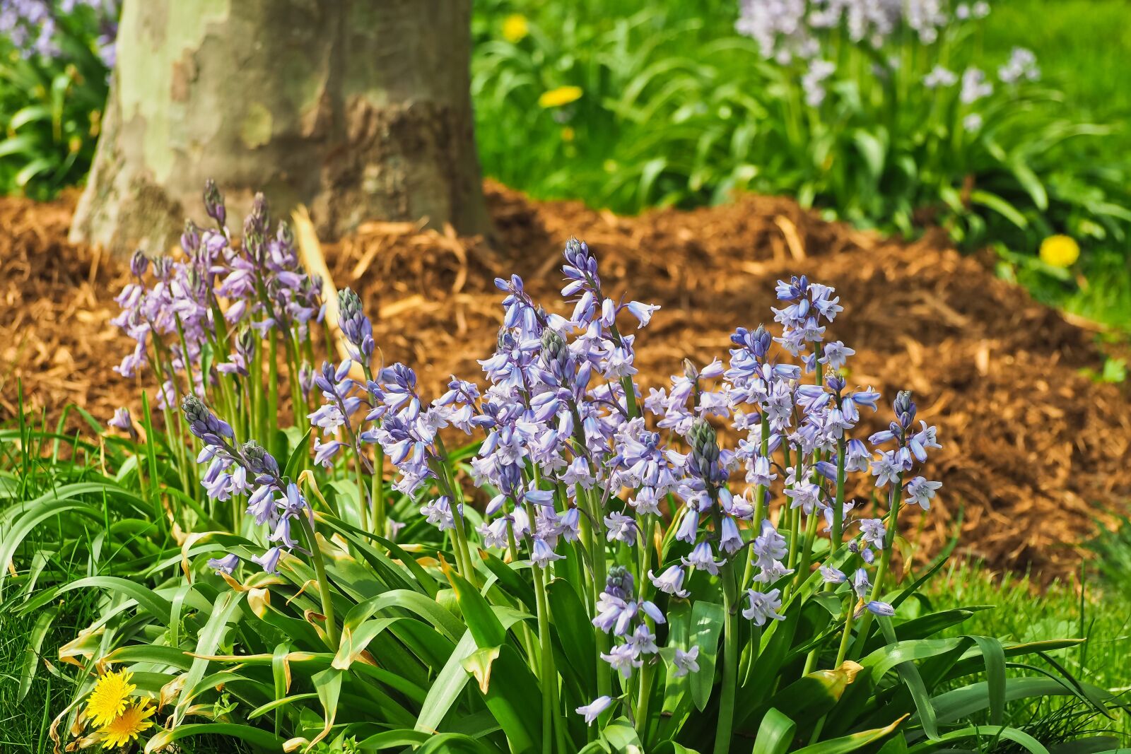 Olympus OM-D E-M10 sample photo. Flower, bluebell, blue star photography
