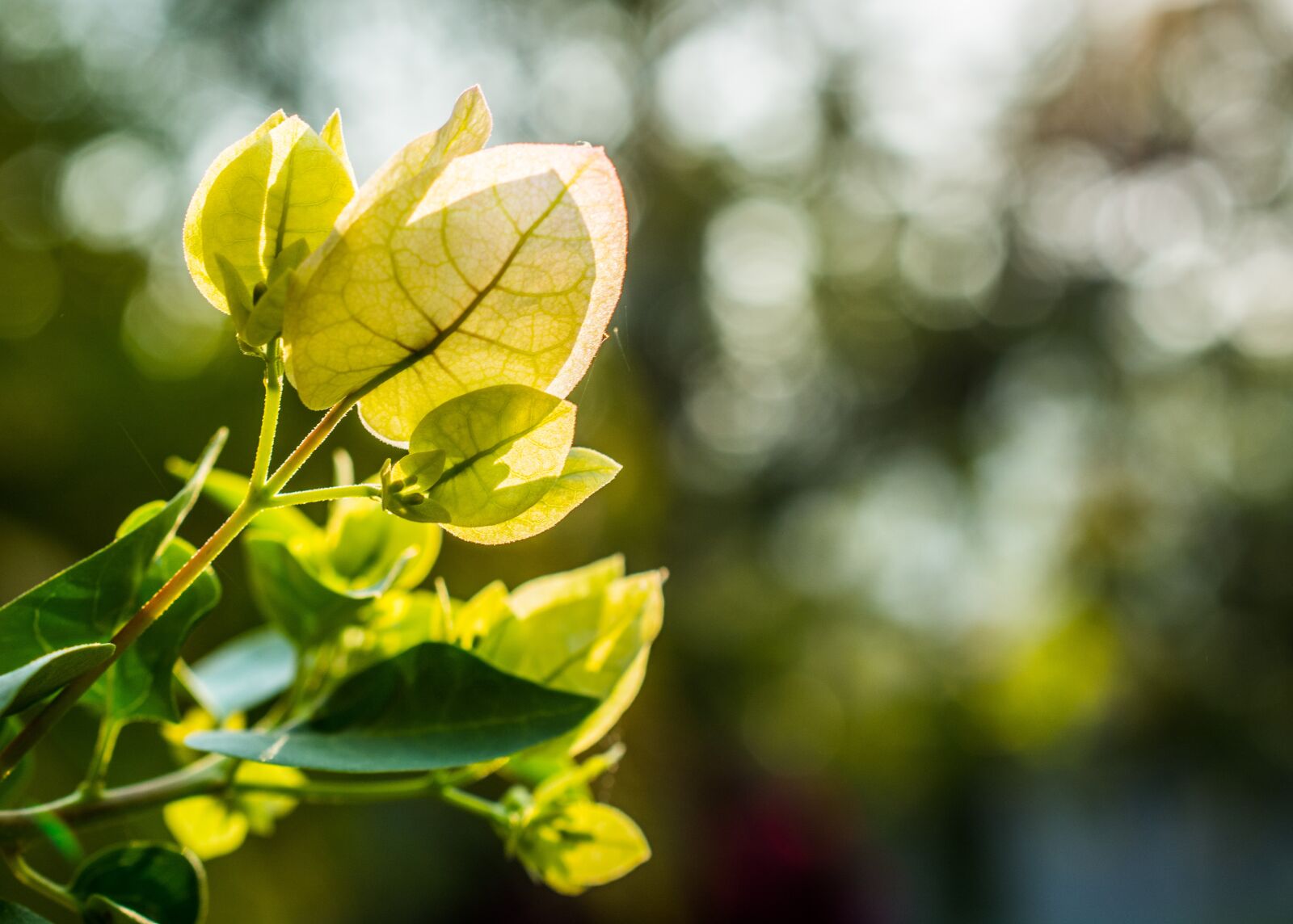 Nikon D5200 sample photo. Flowers, shrub bloom, blossom photography