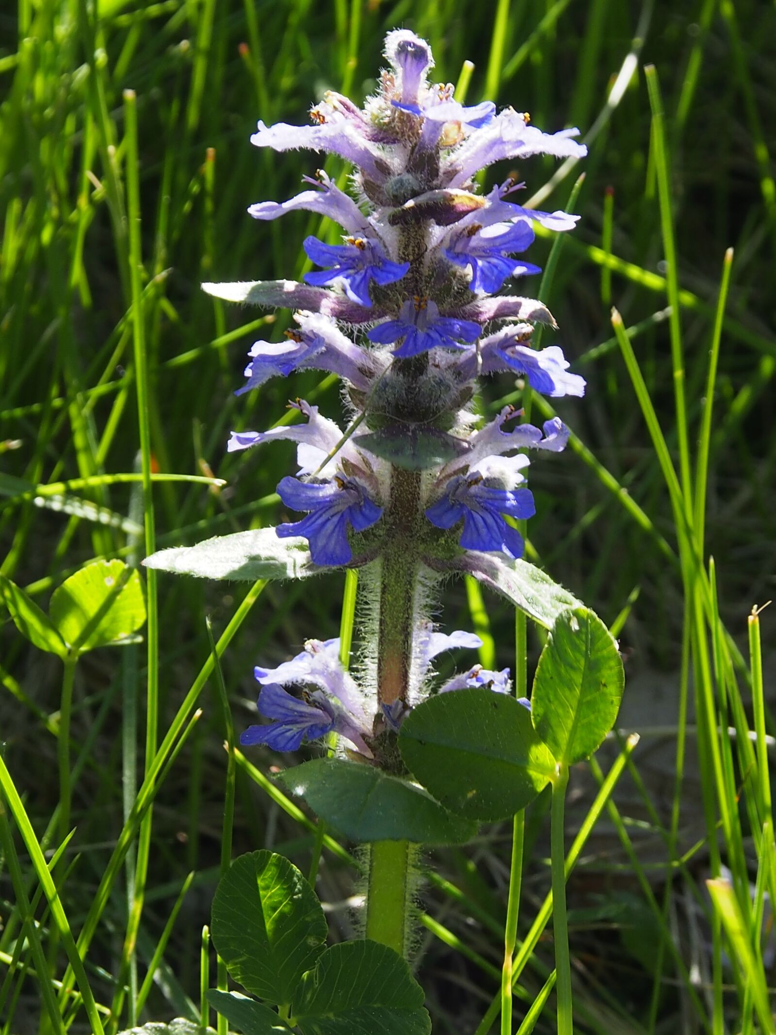 Olympus OM-D E-M5 sample photo. Meadow flower, blue, flower photography