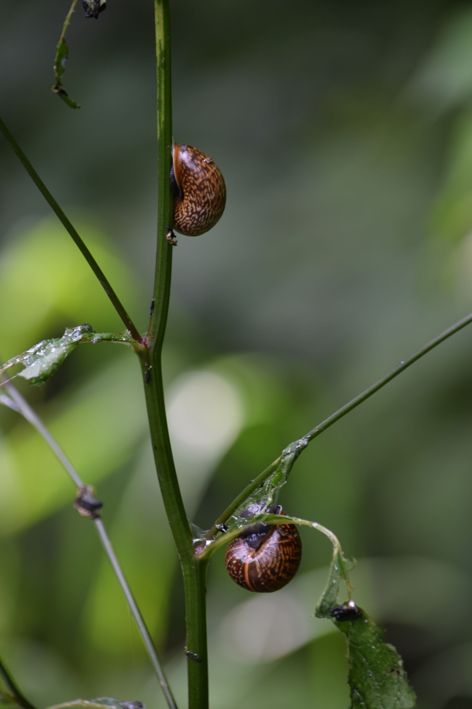 Nikon D5300 sample photo. Snails, nature, snail photography
