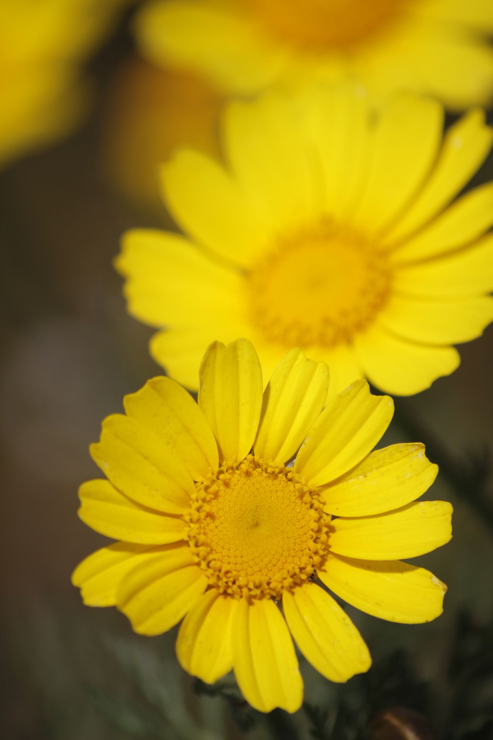Canon EOS 600D (Rebel EOS T3i / EOS Kiss X5) sample photo. Flowers, nature, spring photography