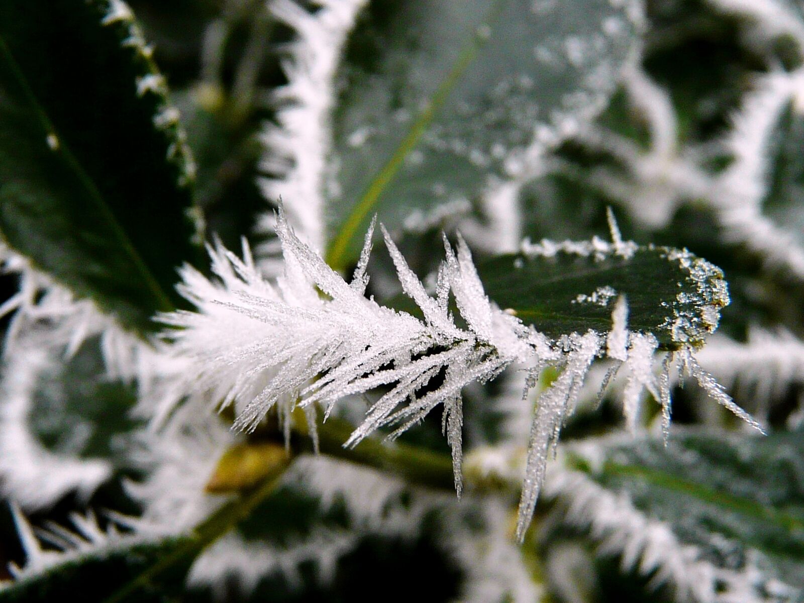 Panasonic DMC-FZ18 sample photo. Nature, winter, frost photography