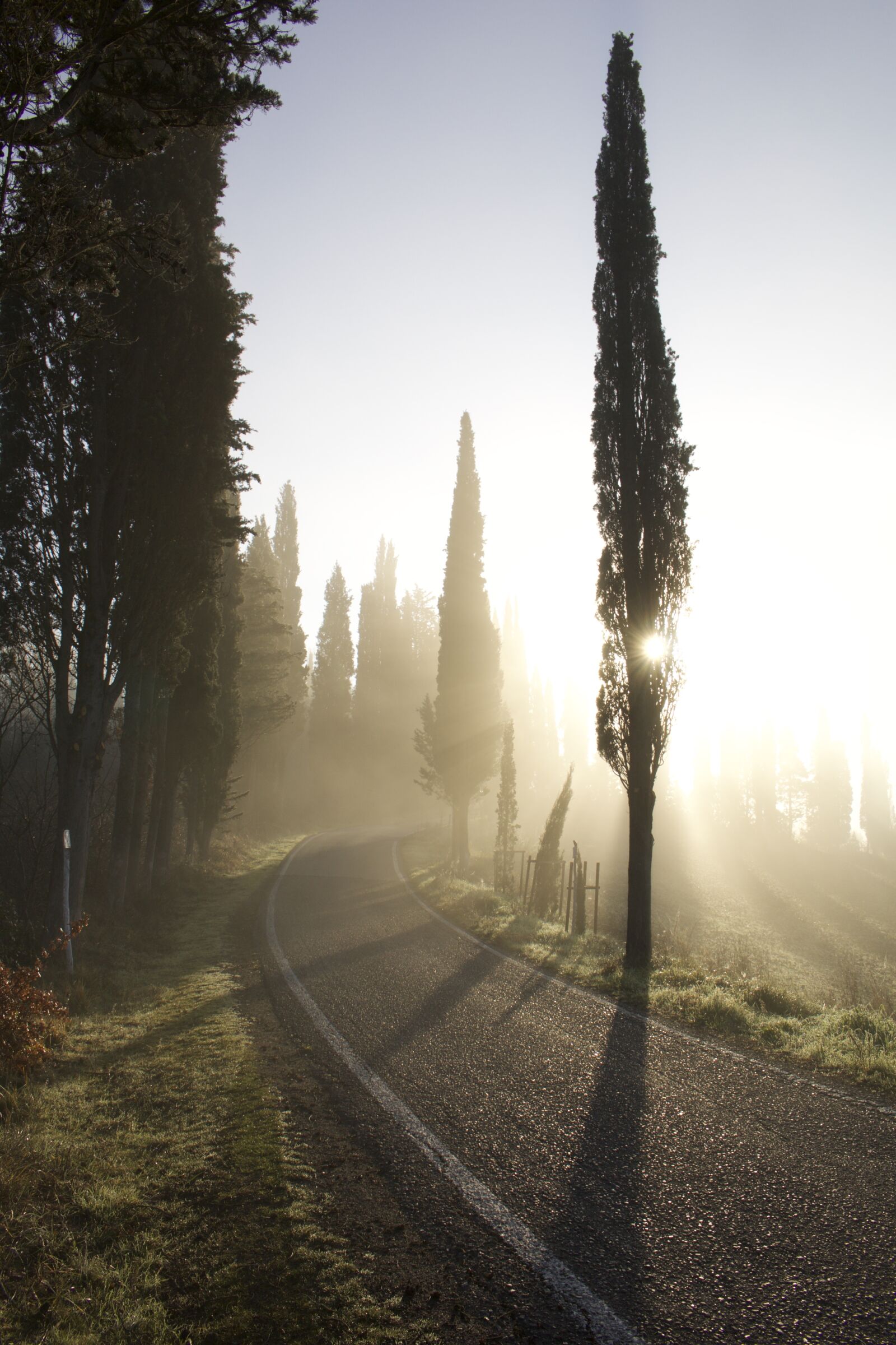Canon EOS 70D sample photo. Cypress, road, fog photography