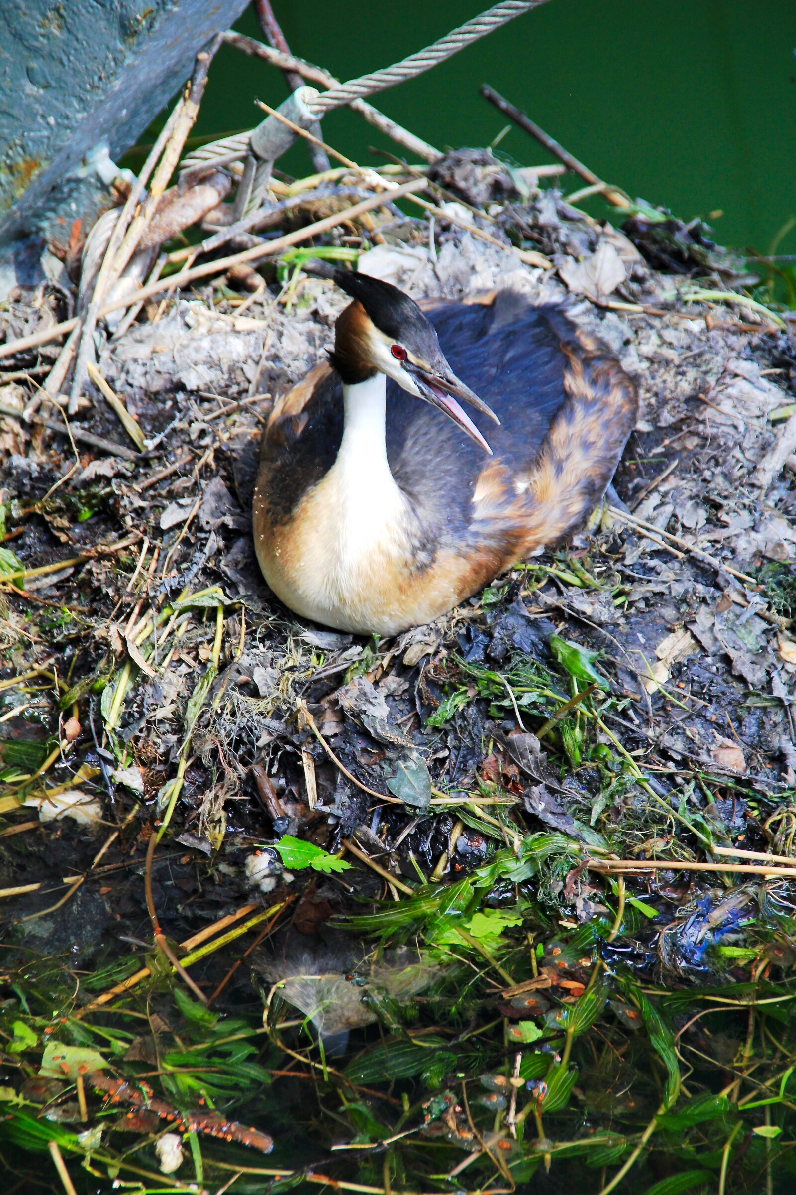 Canon EOS 60D sample photo. Bird, nest, nature photography
