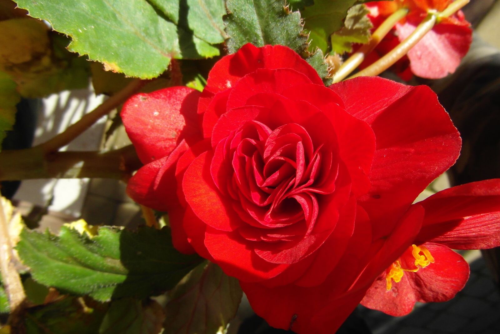 Samsung WB750 sample photo. Begonia, flower, garden photography