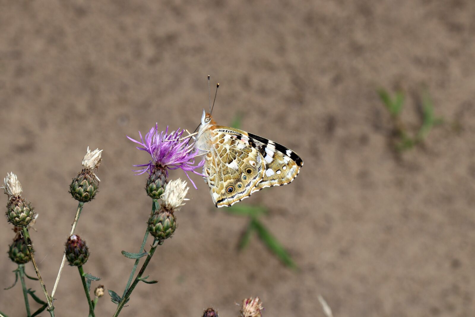 Canon EOS 80D sample photo. Butterfly, insect, flower photography