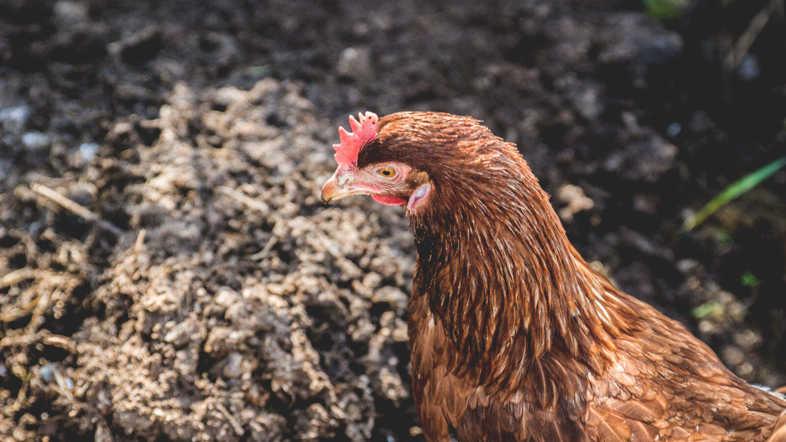 24-70mm F2.8-2.8 SSM sample photo. Brown, hen, on, ground photography