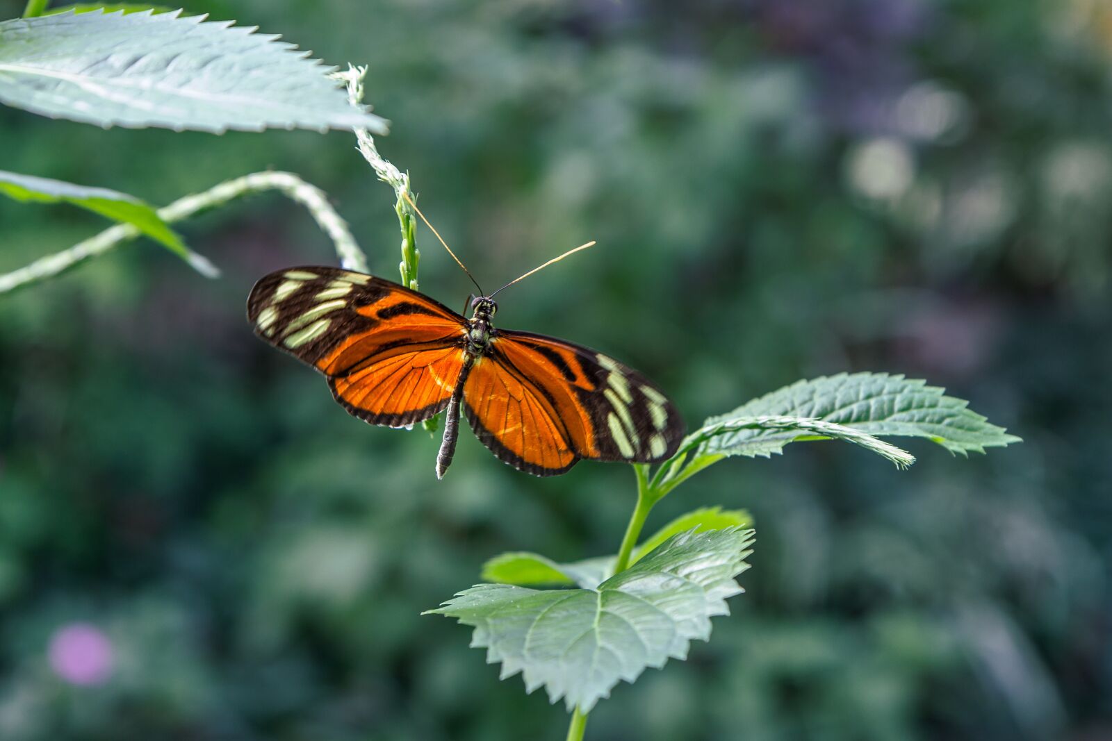 Canon EOS 60D sample photo. Nature, butterfly, insects photography