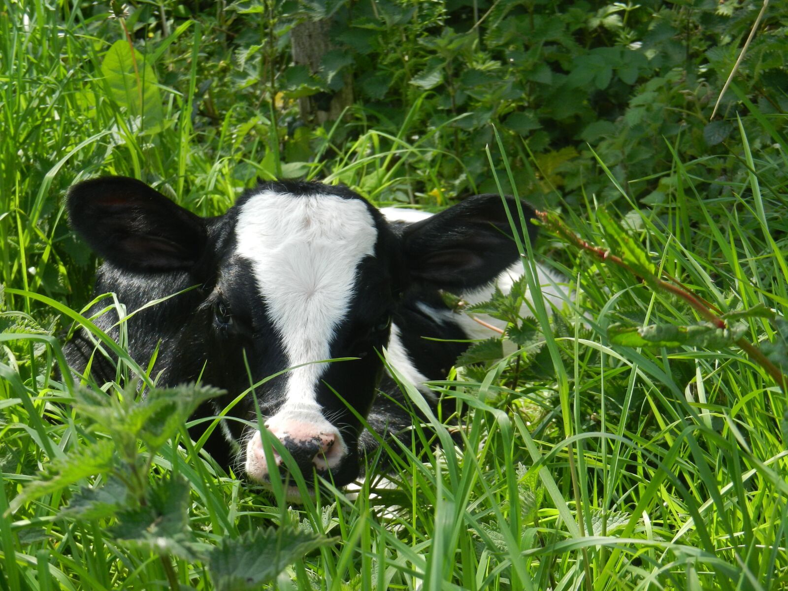 Nikon Coolpix S9100 sample photo. Animals, farm, calf photography
