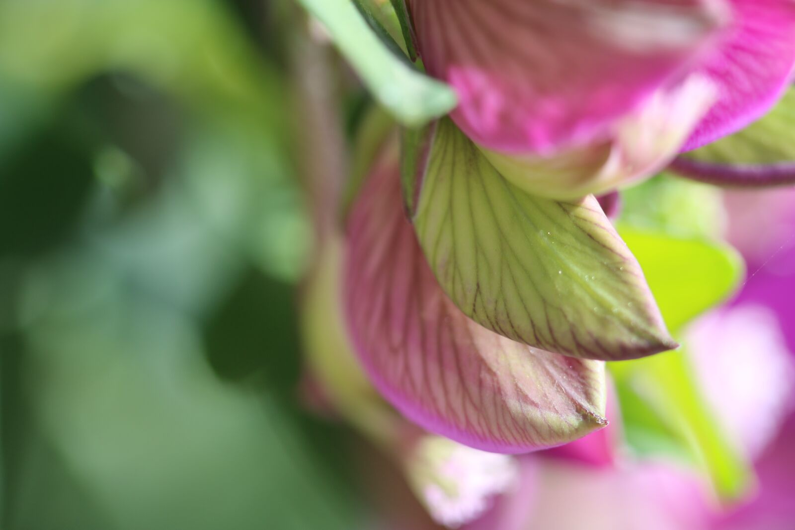 Canon EOS 70D + Canon EF 100mm F2.8 Macro USM sample photo. Pink, macro, plant photography
