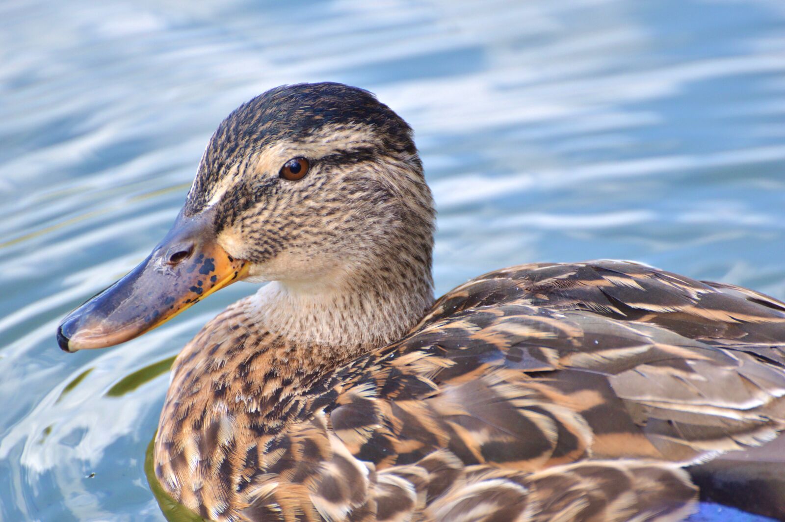 Nikon D3200 sample photo. Ducks, waterfowl, mallard photography