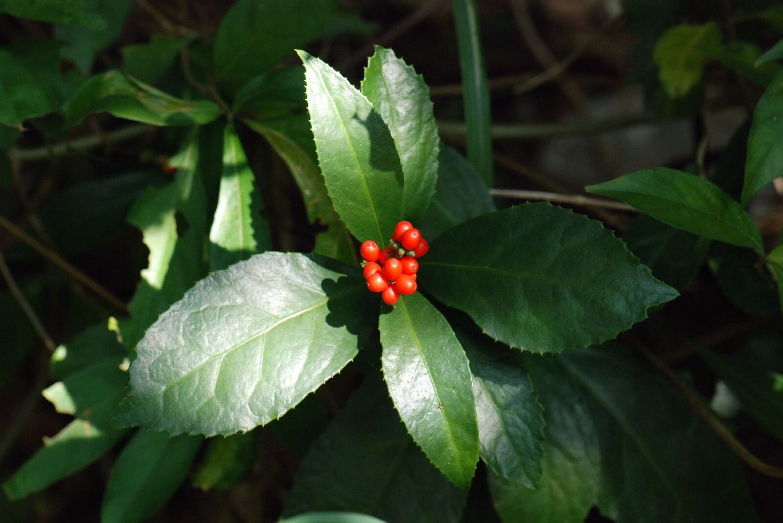 Nikon D80 sample photo. Free grass coral, plant photography