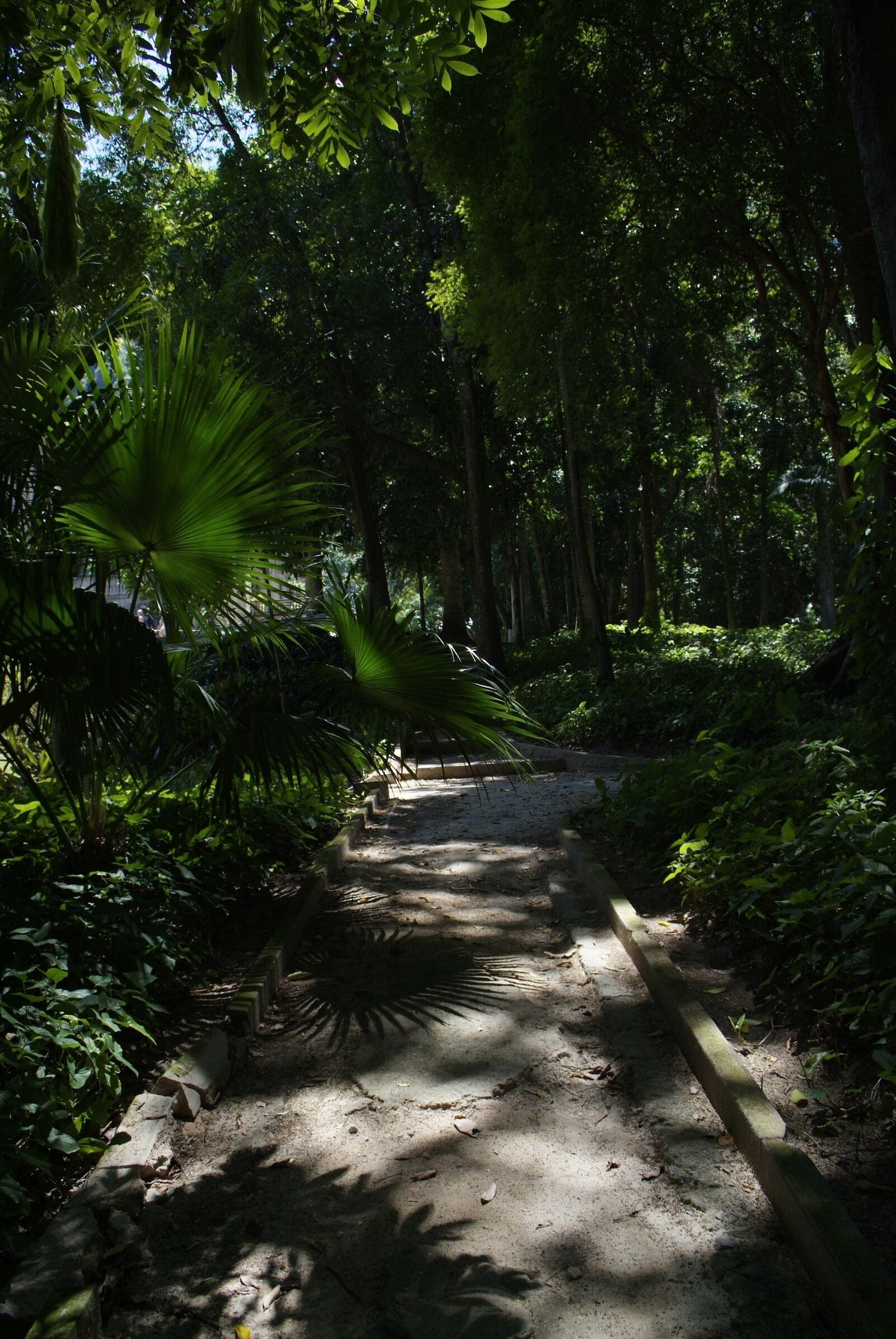 Fujifilm FinePix S3 Pro sample photo. Foot, path, path, trees photography