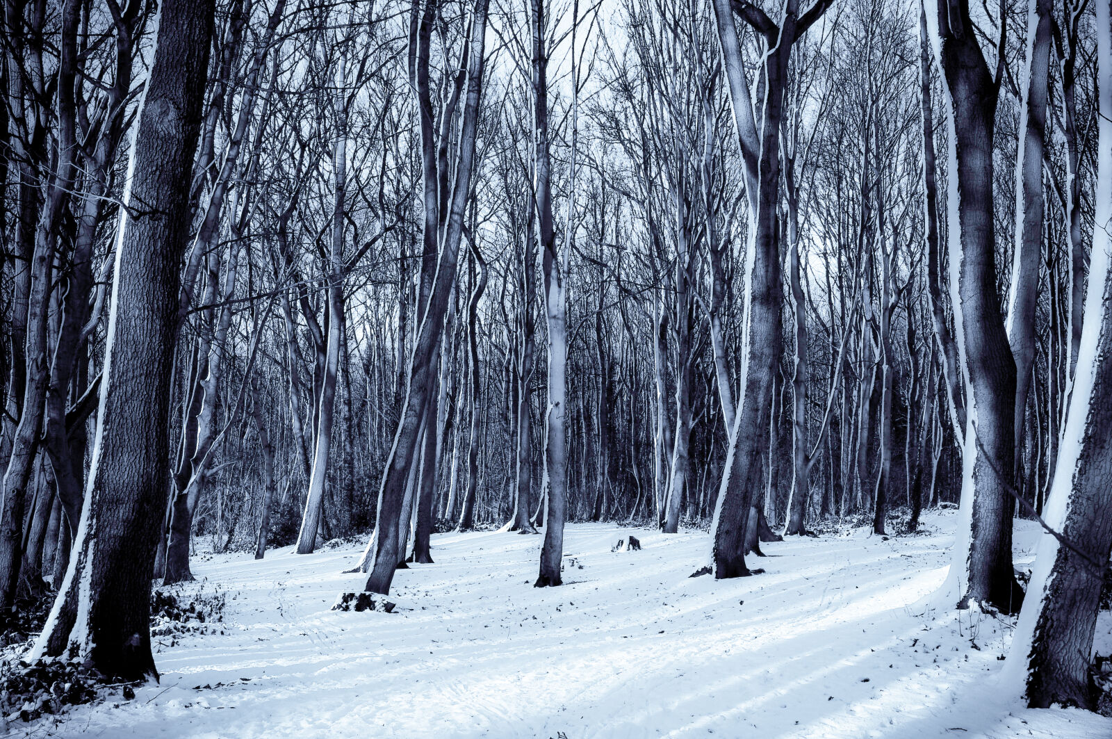 Nikon D300 sample photo. Cold, snow, nature, forest photography