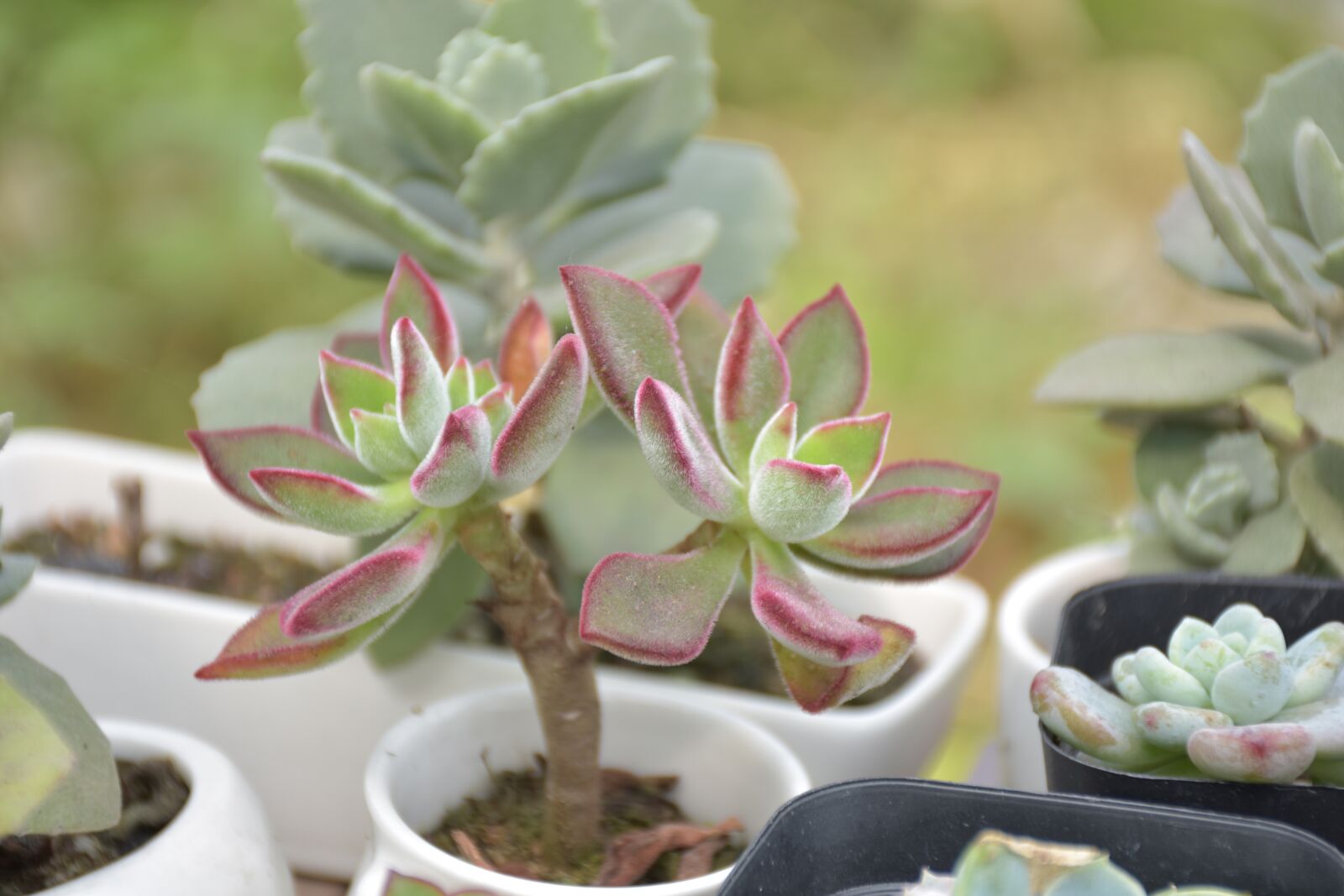 Nikon D3400 sample photo. Succulent plants, the fleshy photography