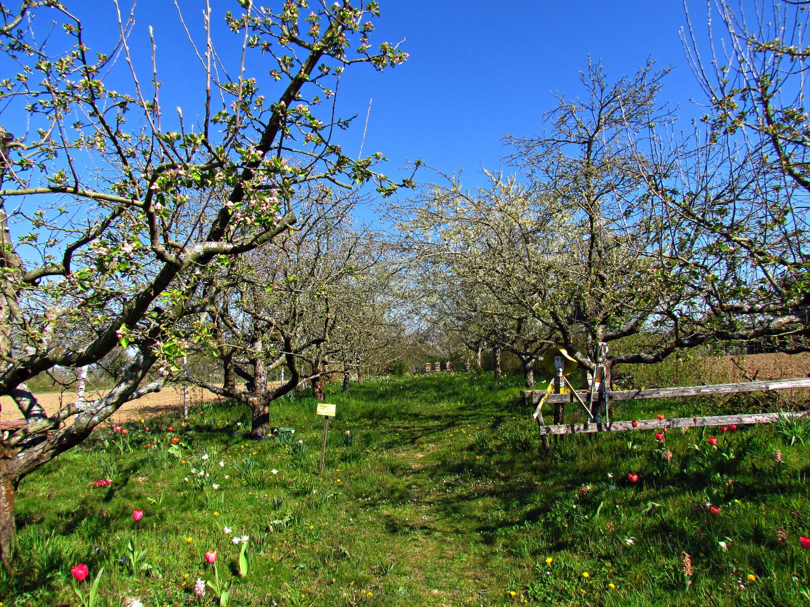 Canon PowerShot SX30 IS sample photo. Spring, green, the freshness photography
