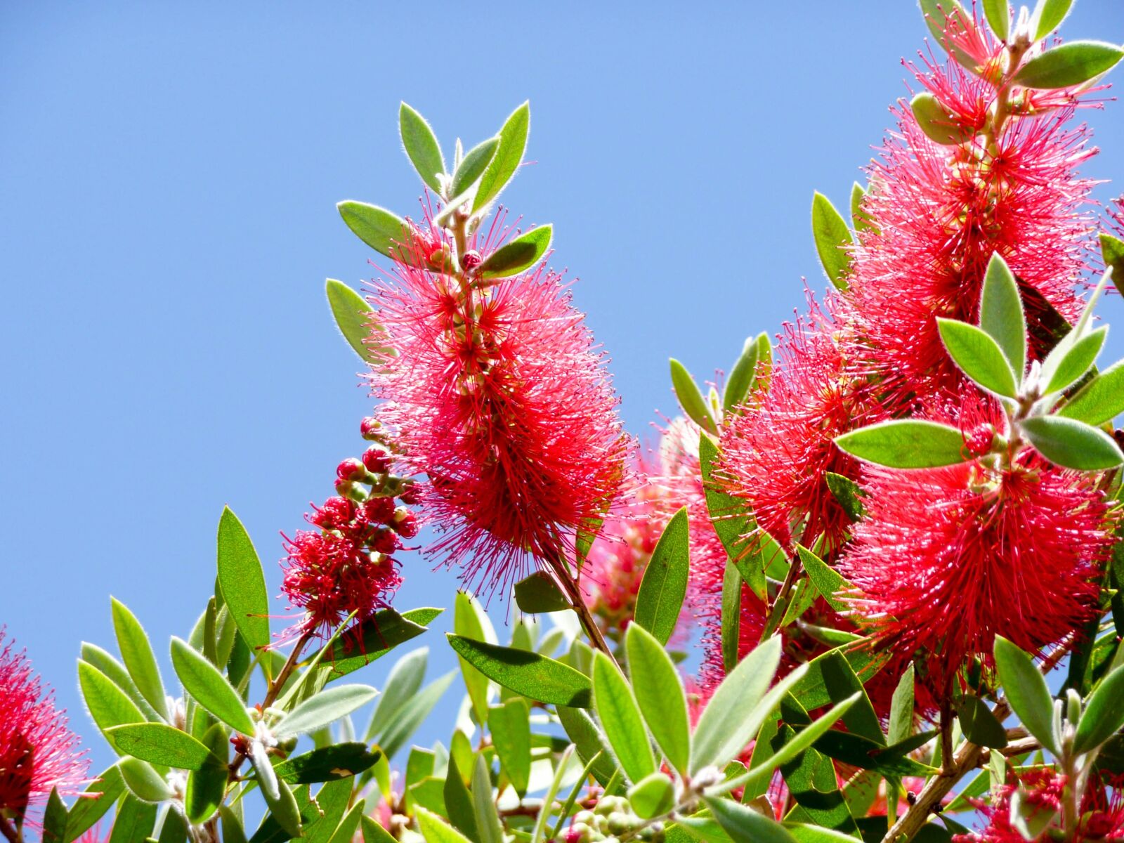 Panasonic DMC-TZ3 sample photo. Callistemon, australian, bottlebrush photography