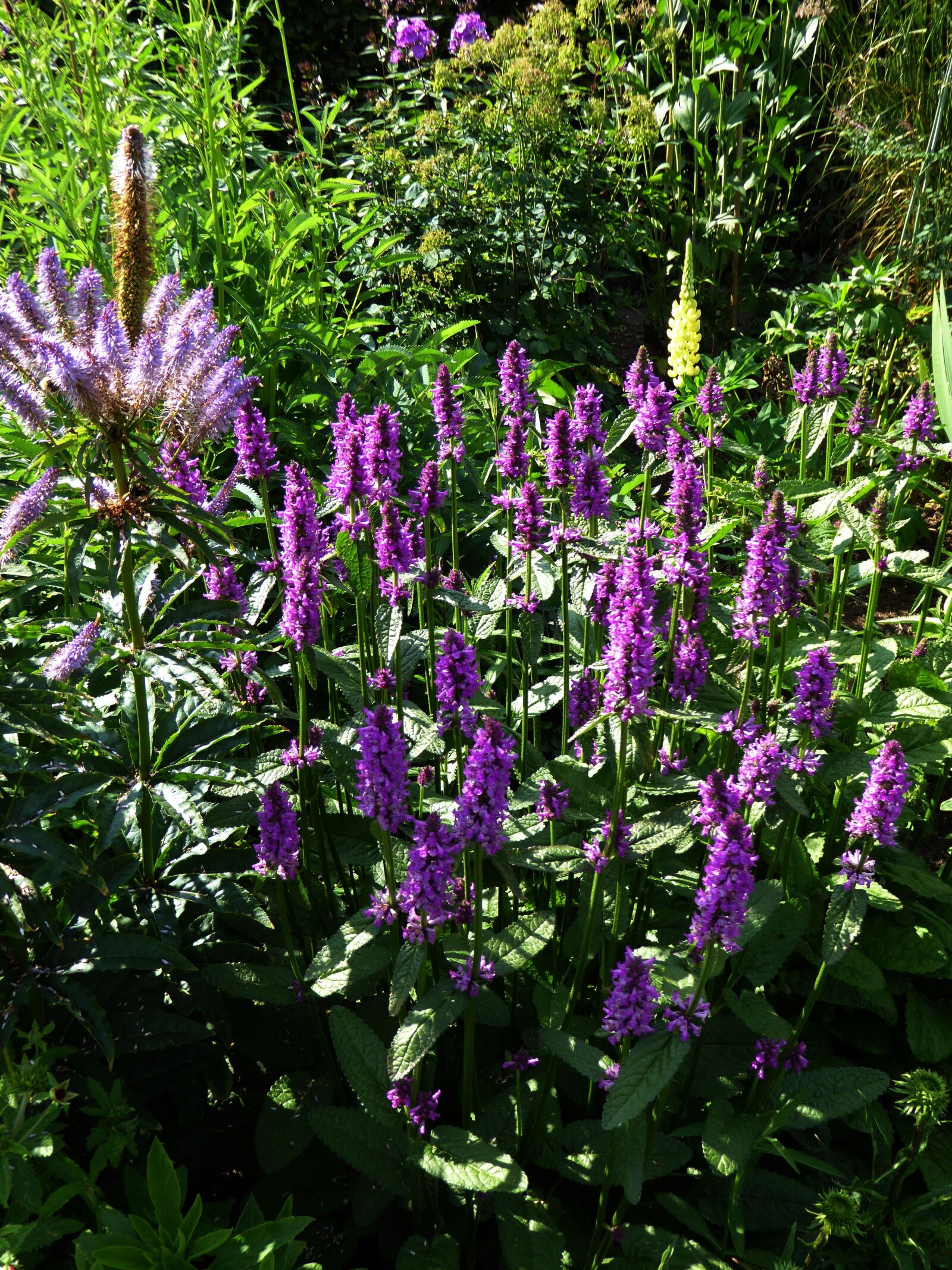 Panasonic DMC-TZ61 sample photo. Botany, ornamental garden, flower photography