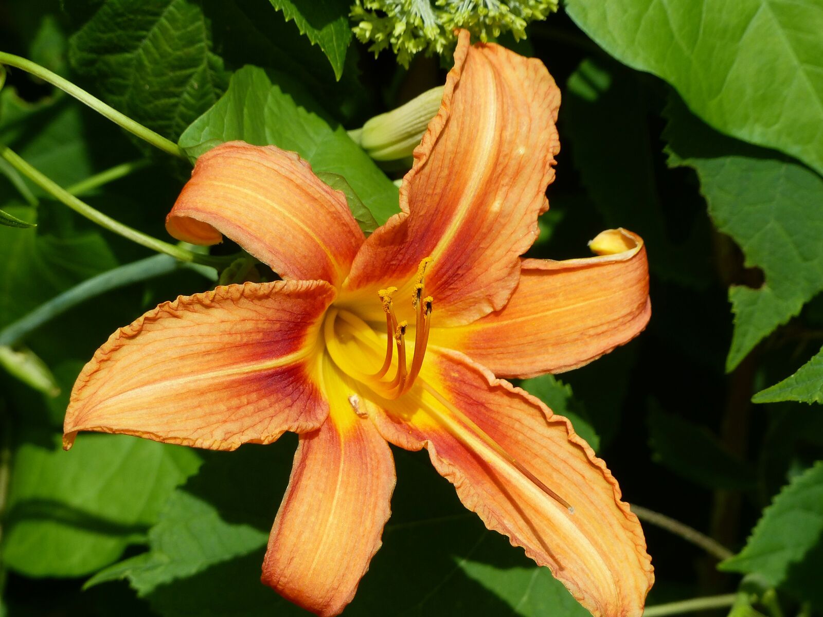 Panasonic Lumix DMC-FZ200 sample photo. Flower, blossom, bloom photography
