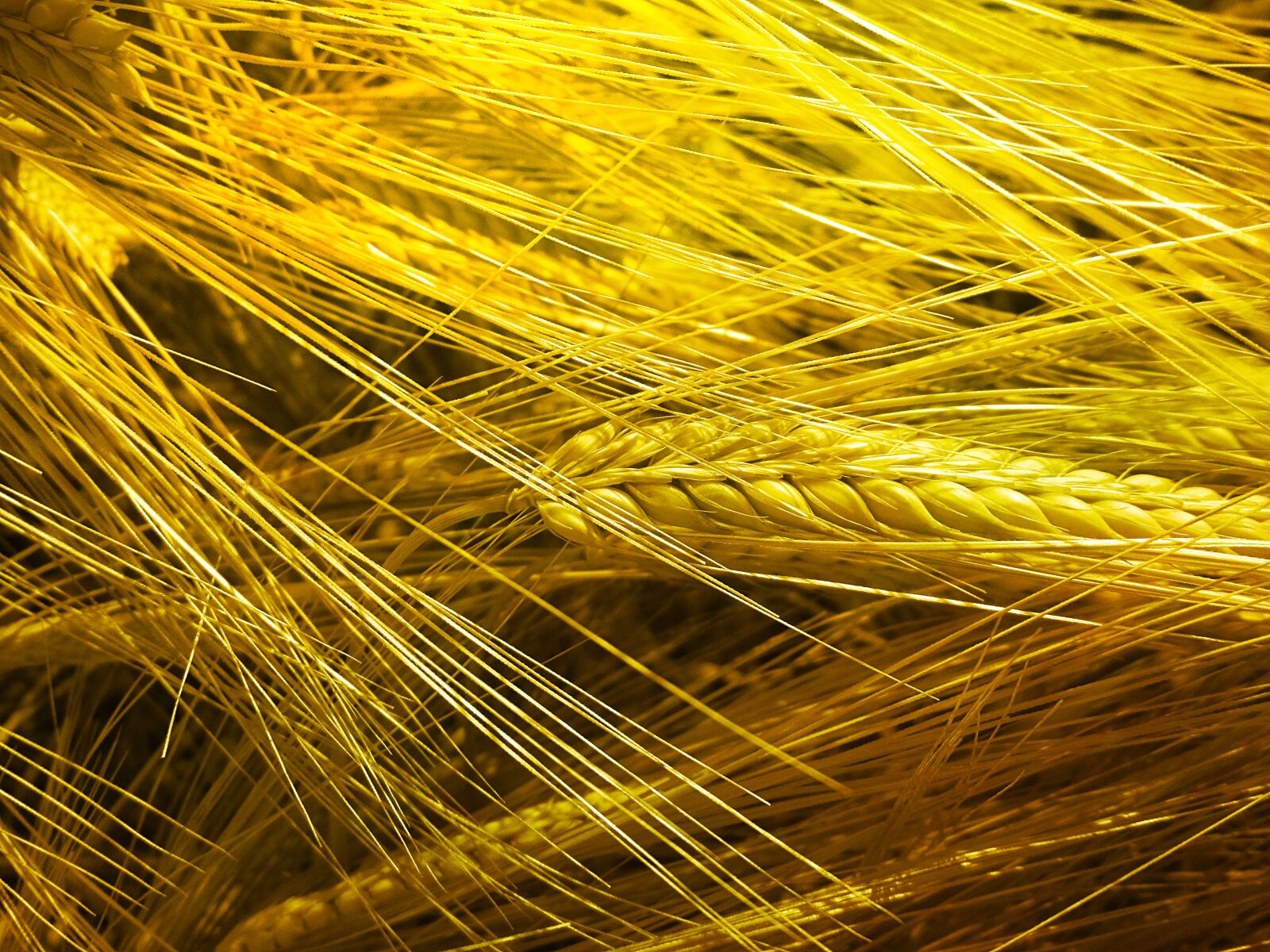 Canon PowerShot A2500 sample photo. Wheat, gold, harvest photography
