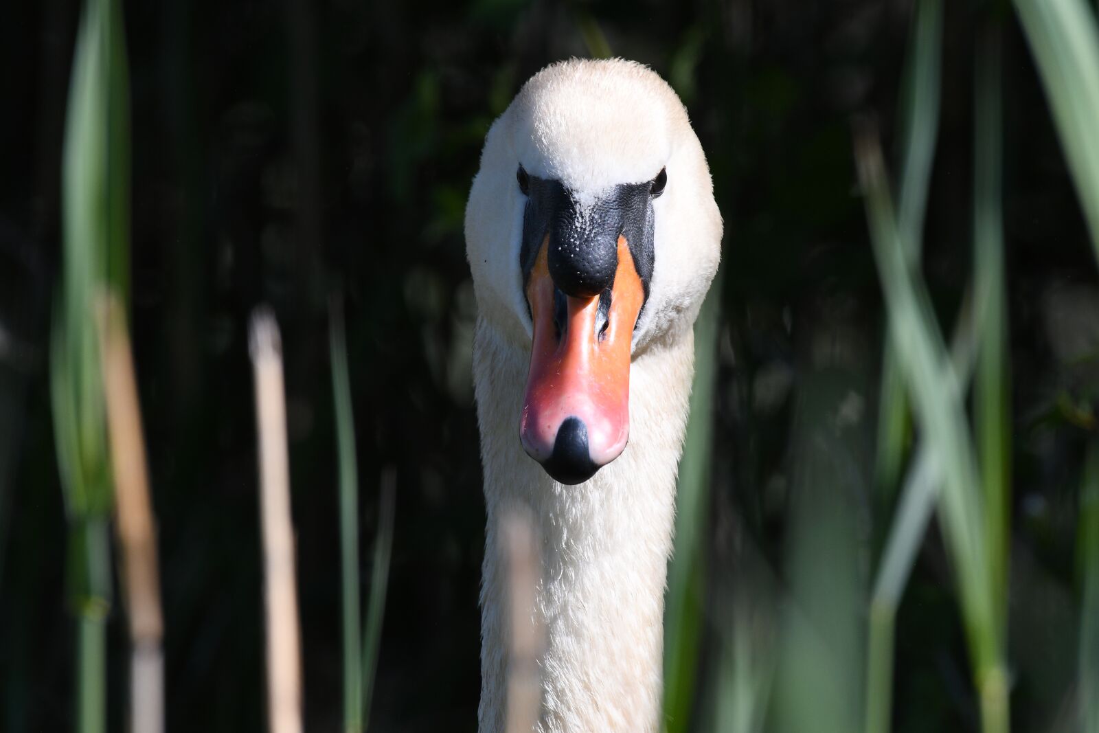 Nikon D500 sample photo. Swan, portait, bird photography