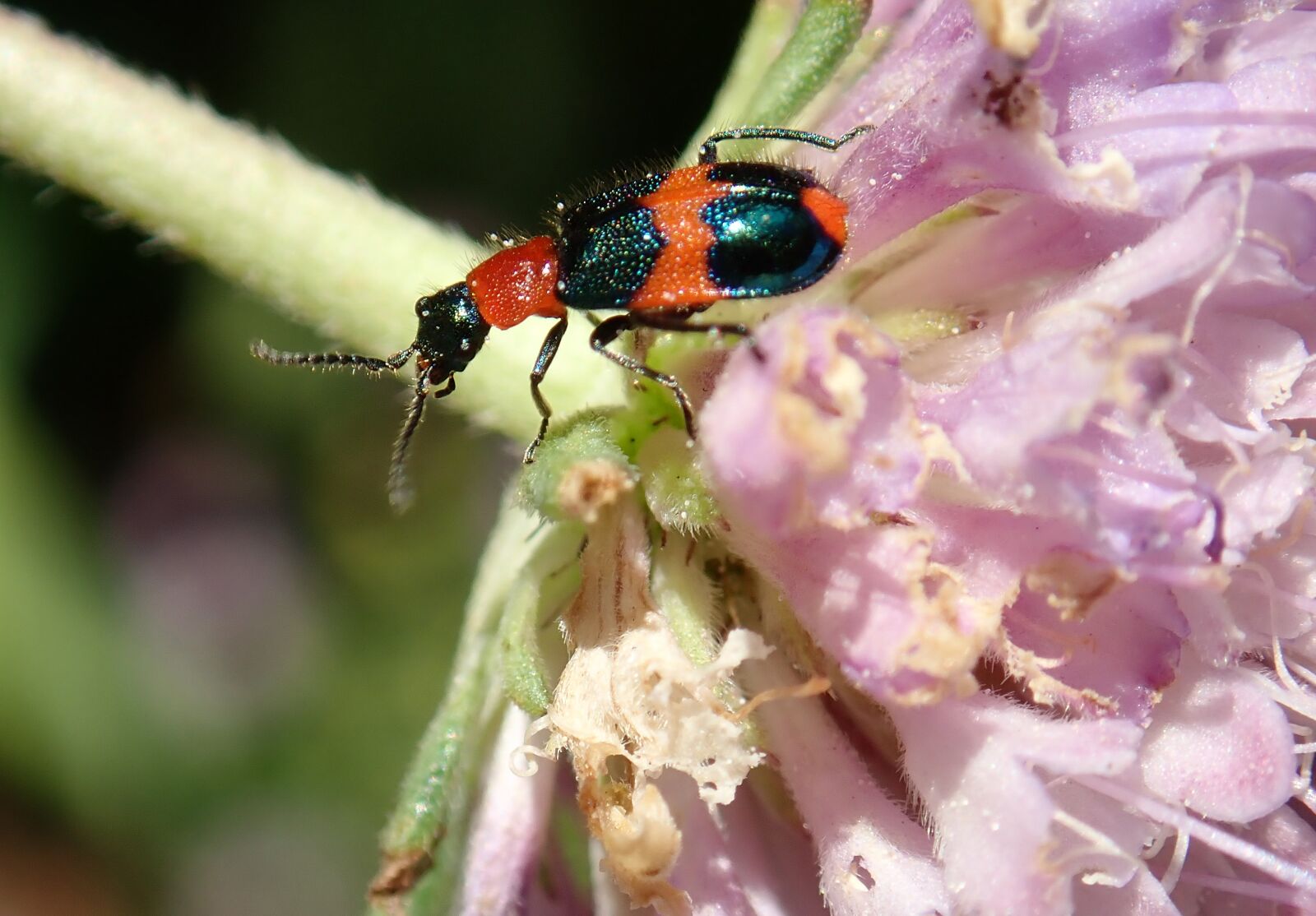 Olympus TG-5 sample photo. Beetle, small, red black photography