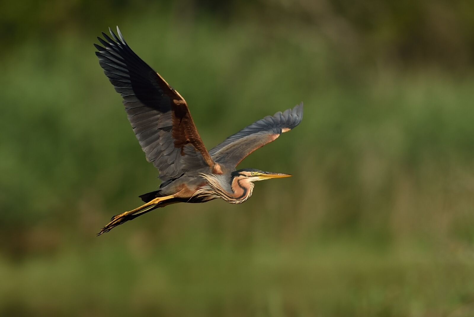 Nikon D750 sample photo. Bird, fauna, nature photography