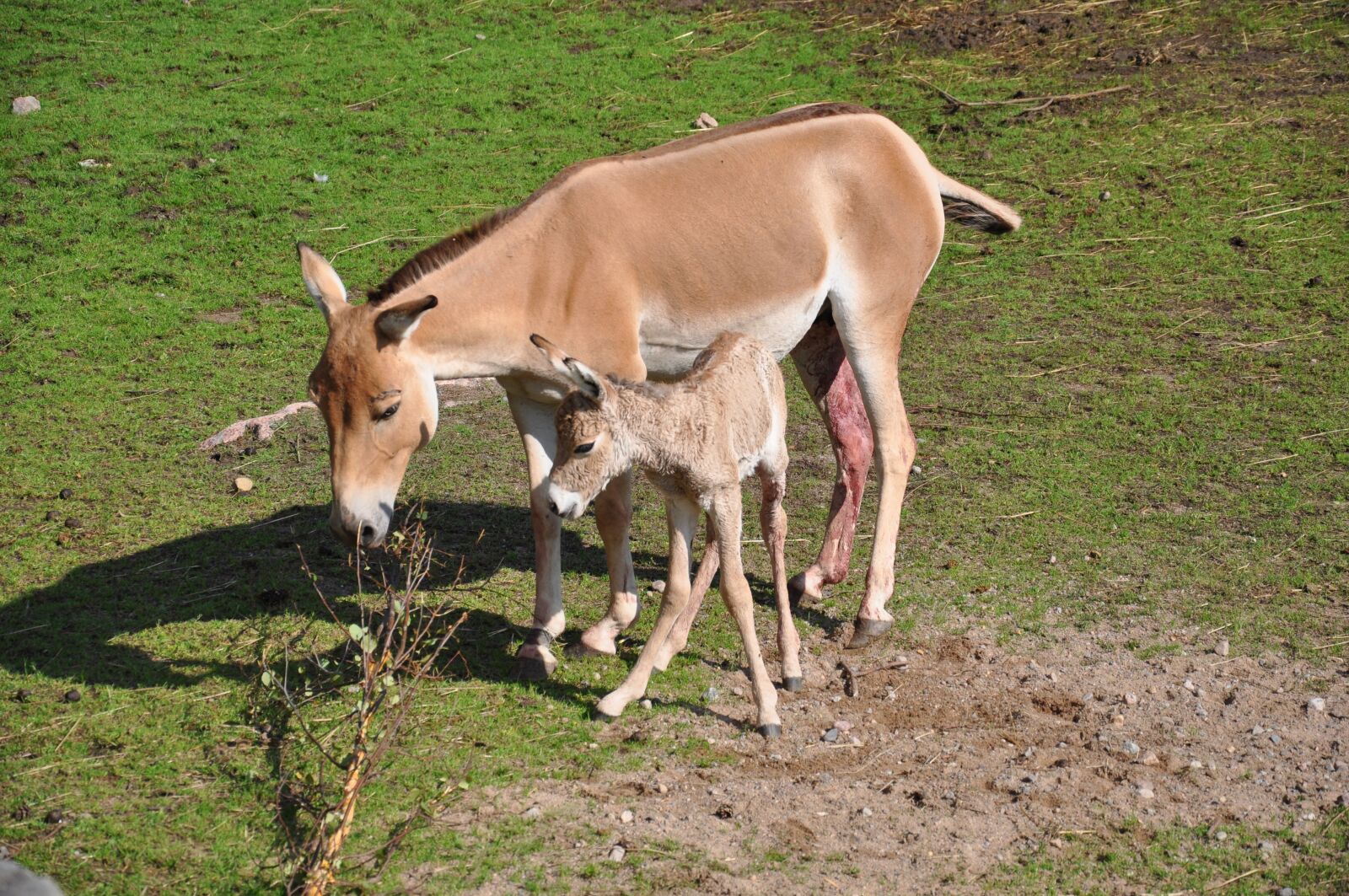 Nikon D90 sample photo. Newborn, hage, foal photography