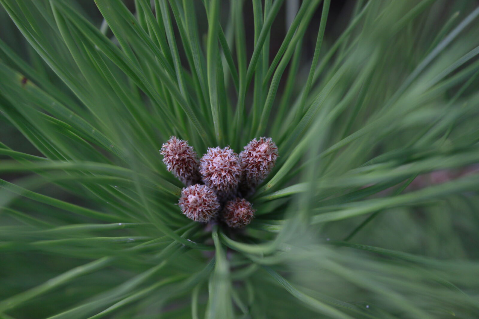 Canon EOS 600D (Rebel EOS T3i / EOS Kiss X5) sample photo. Close, up, of, flower photography